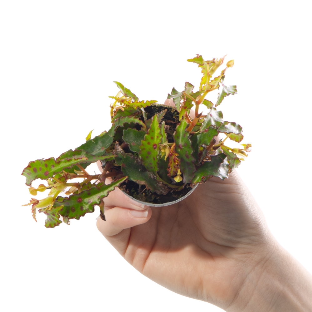 Бегония Амфиоксус (Begonia Amphioxus) D6см
