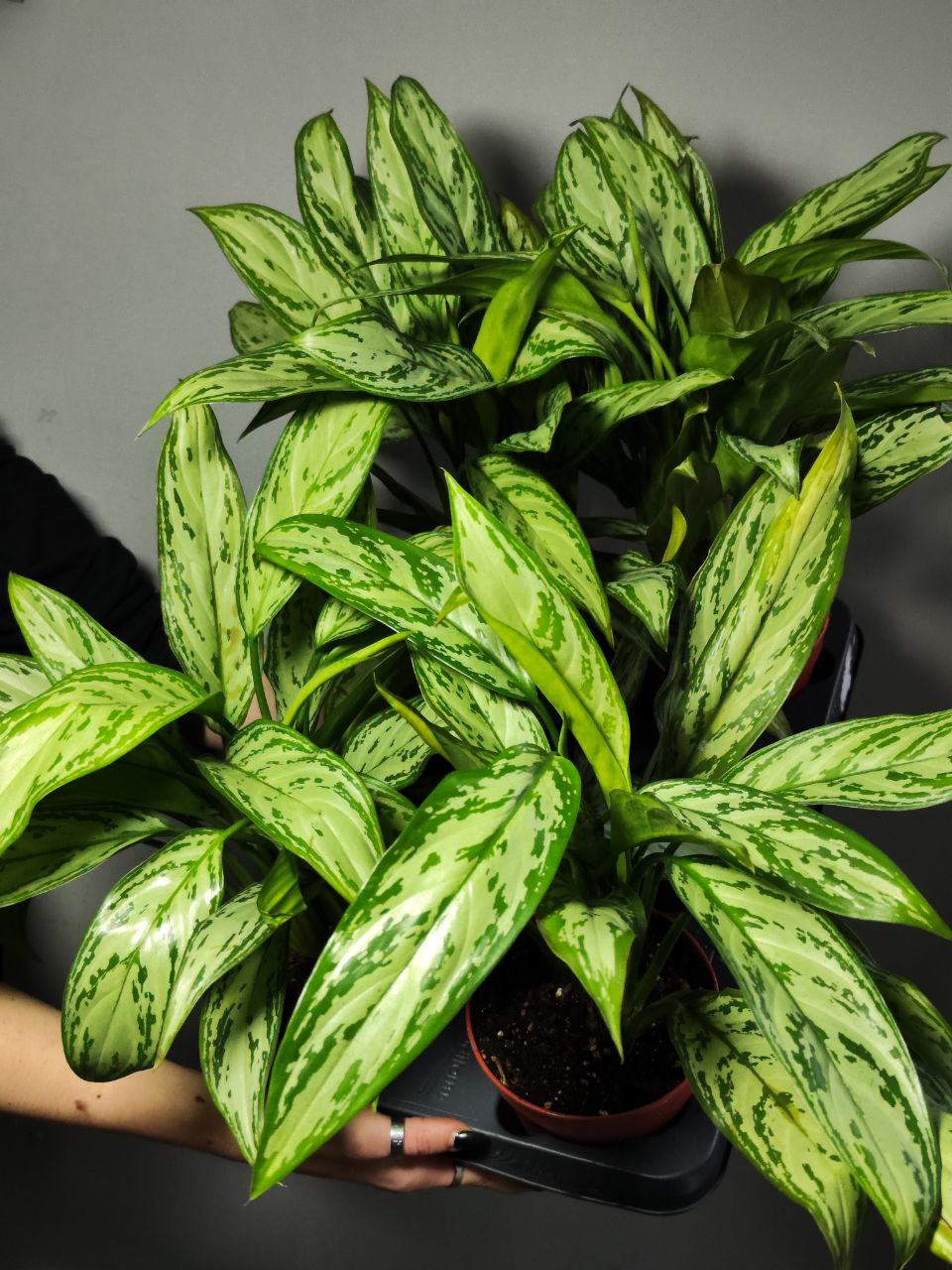 Аглаонема Сильвер Квин (Aglaonema Silver Queen) D12см