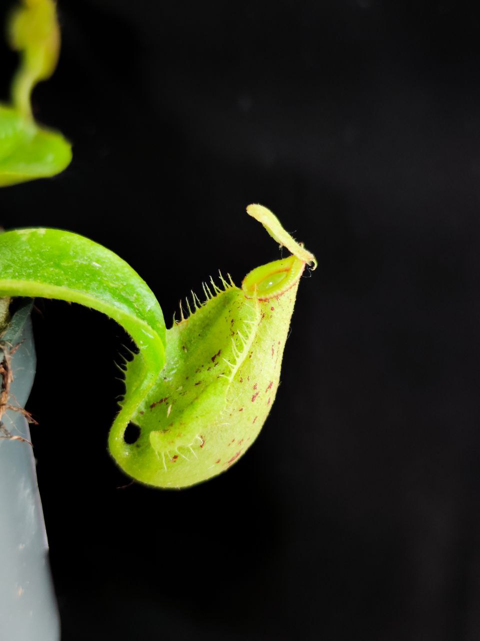 Непентес Марбл Хукериана (Nepenthes Hookeriana Marble) D9см
