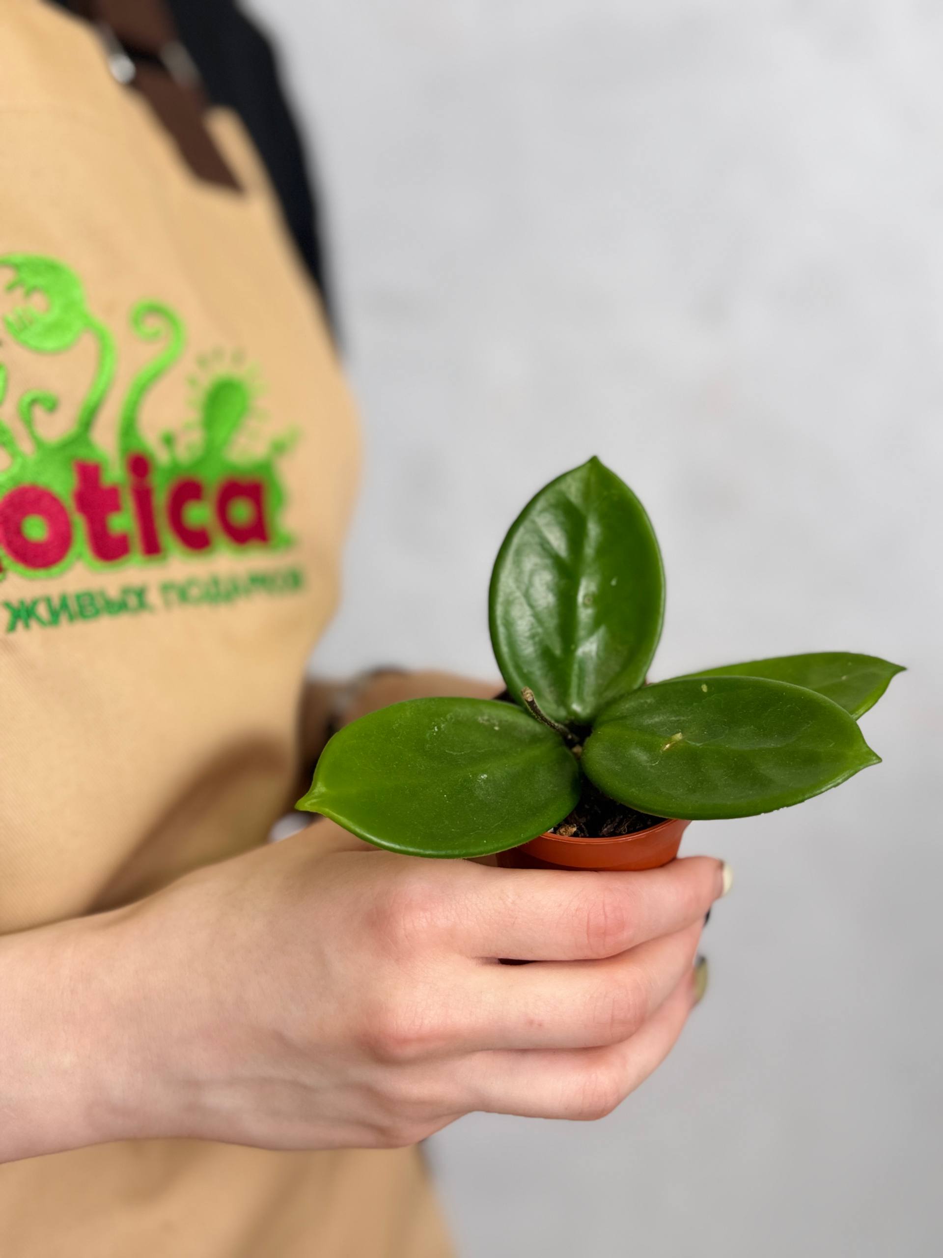 Хойя Вангвингенсис (Hoya Vangviengiensis) D6см