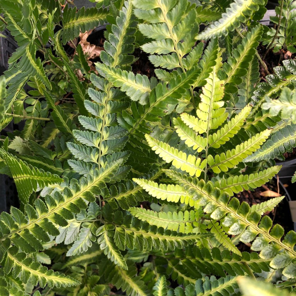 Румора Адиантиформис Вариегата (Rumohra Adiantiformis Variegata) D5см