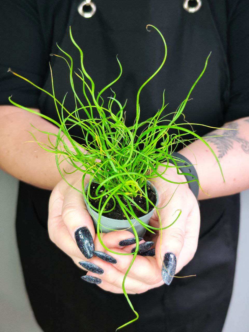 Джункус Спиралис, или Ситник (Juncus Spiralis) D6см