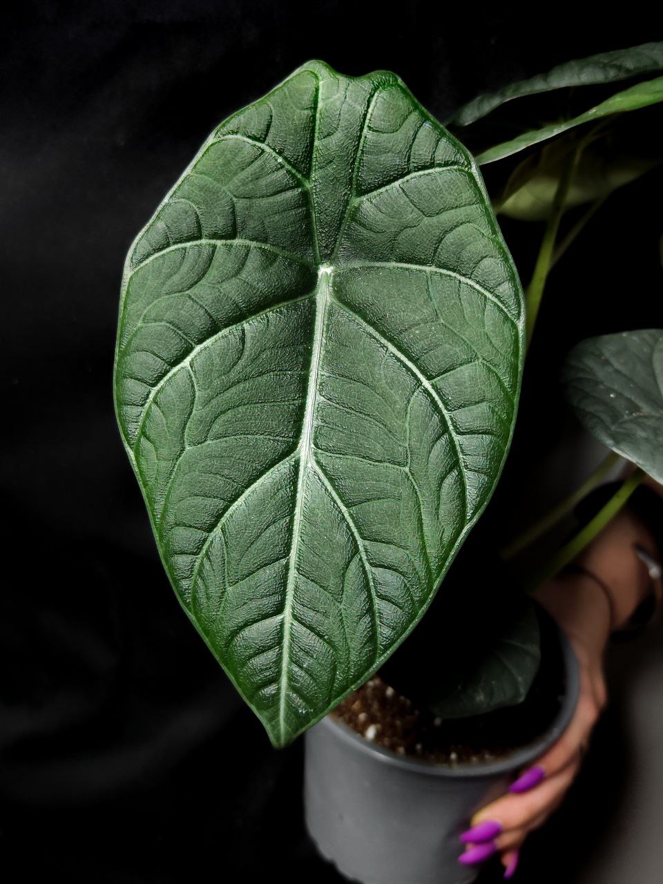 Алоказия Махарани, или Алоказия Грей Драгон (Alocasia Maharani Grey Dragon) D12см