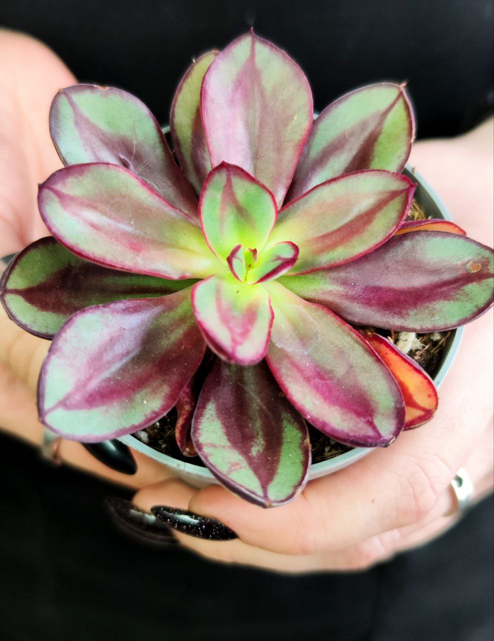 Эхеверия Нодулоза Маруба (Echeveria Nodulosa Maruba Benitsukasa) D6см