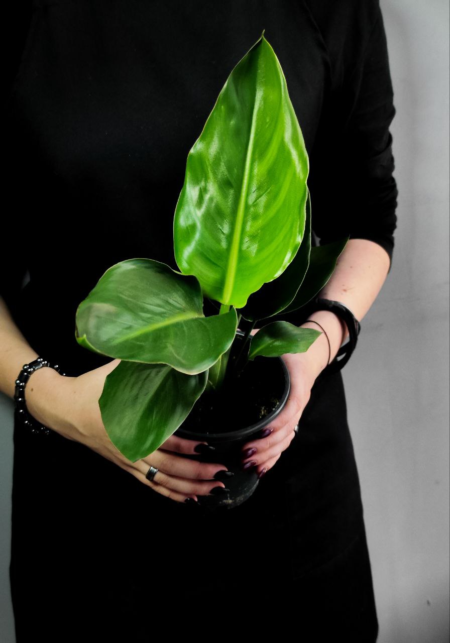 Стрелиция (Strelitzia) D12см