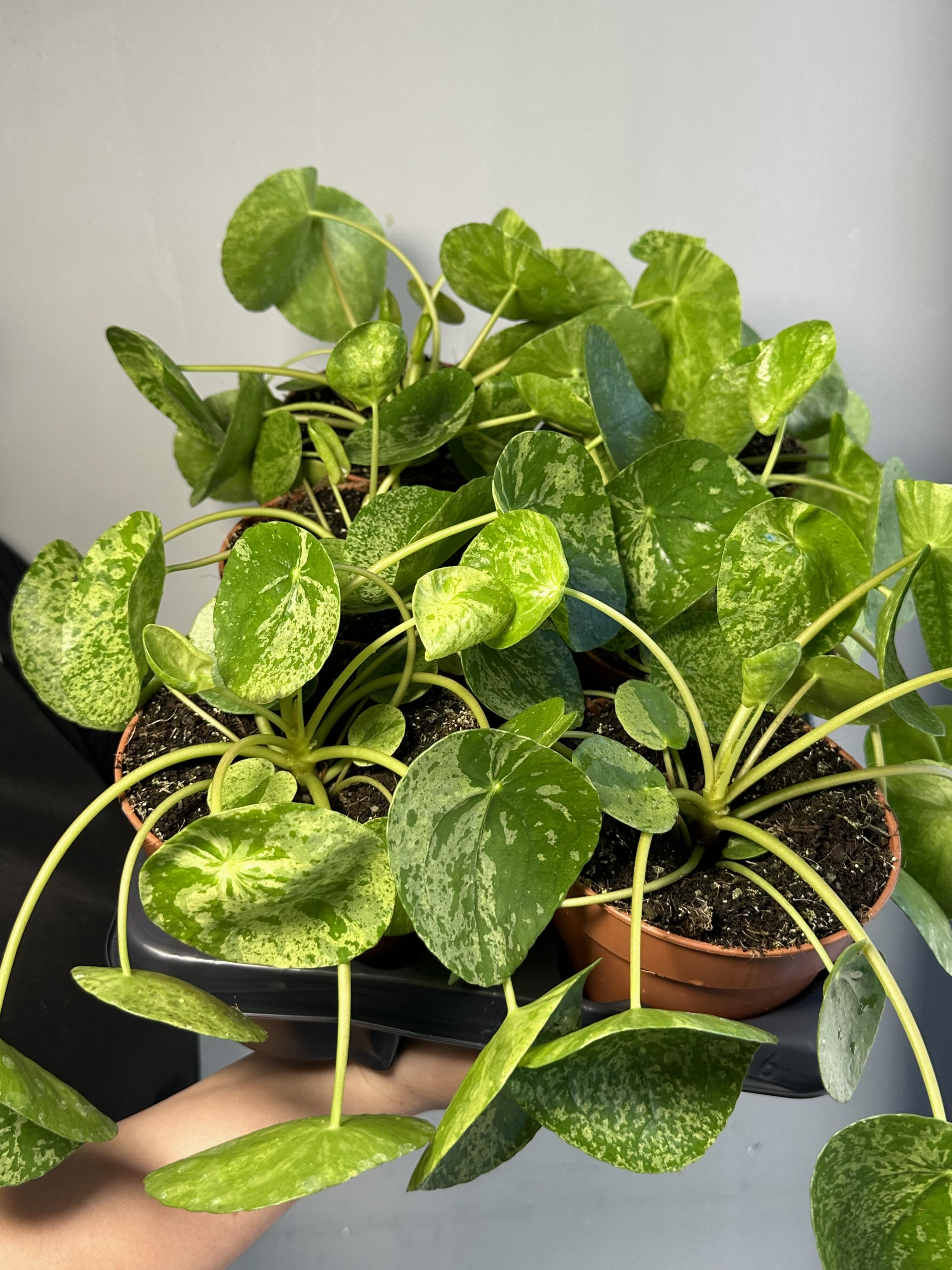 Пилея Пеперомиевидная Мохито (Pilea peperomioides Mojito) D12см