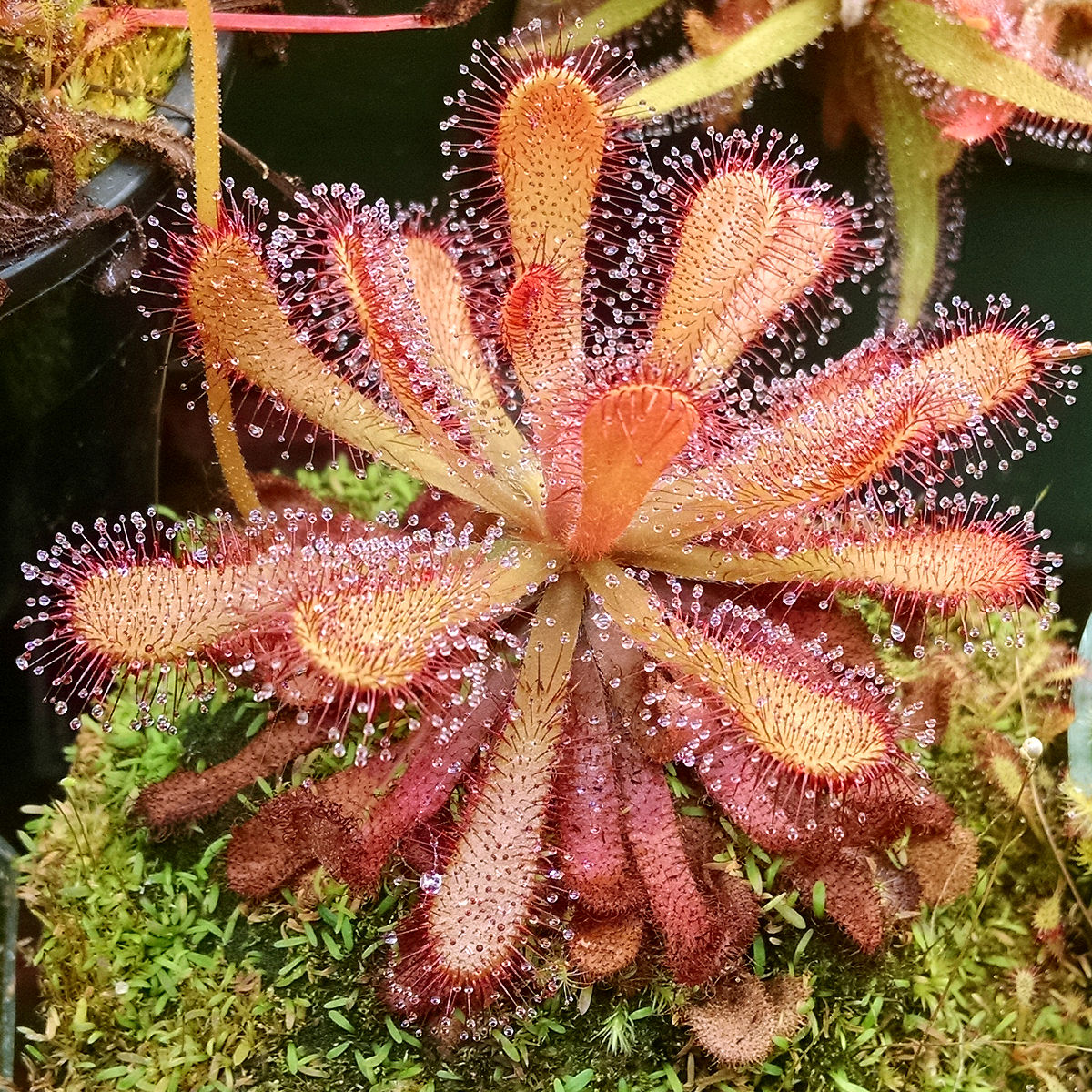 Росянка Венуста (Drosera venusta) D5см