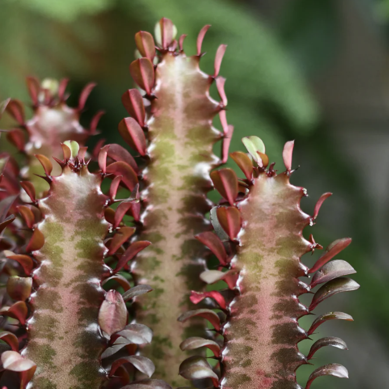 Эуфорбия Тригона Рубра, или Молочай Трёхгранный (Euphorbia Trigona Rubra) D6см
