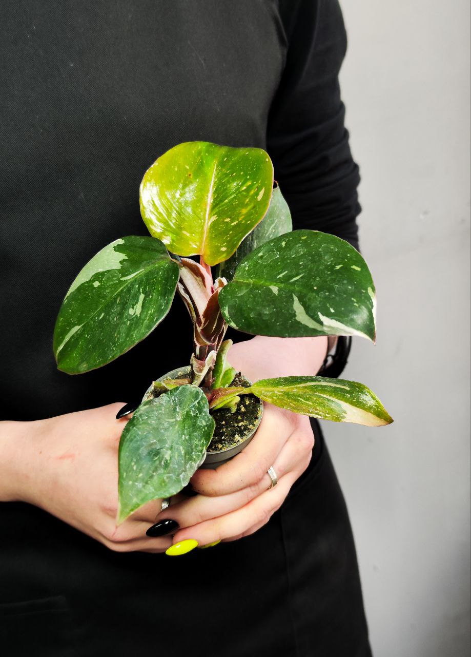 Филодендрон Вайт Кнайт, или Филодендрон Белый Рыцарь (Philodendron White Knight) D6см