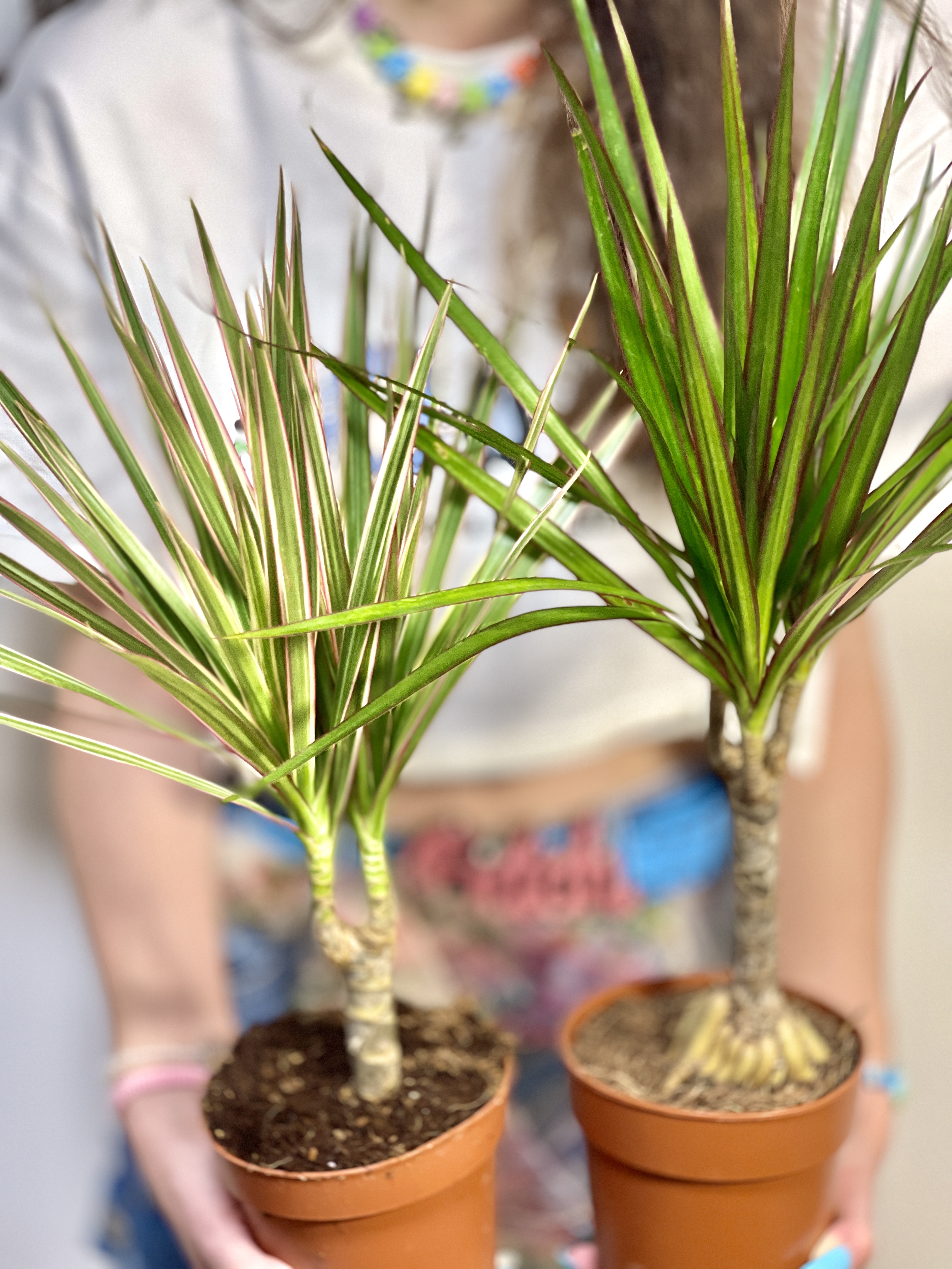 Драцена Маргината Биколор (Dracaena Marginata Bicolor) D12см