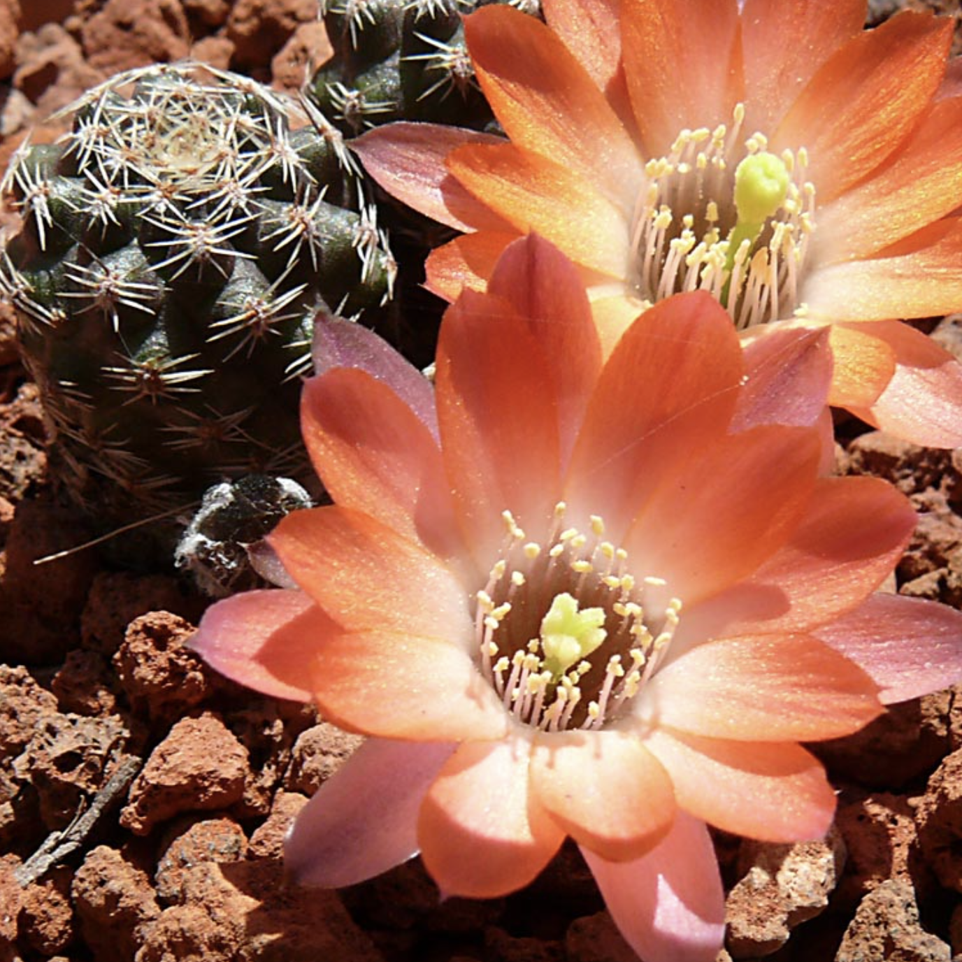 Ребуция Пигмея (Rebutia Pygmaea) D5см