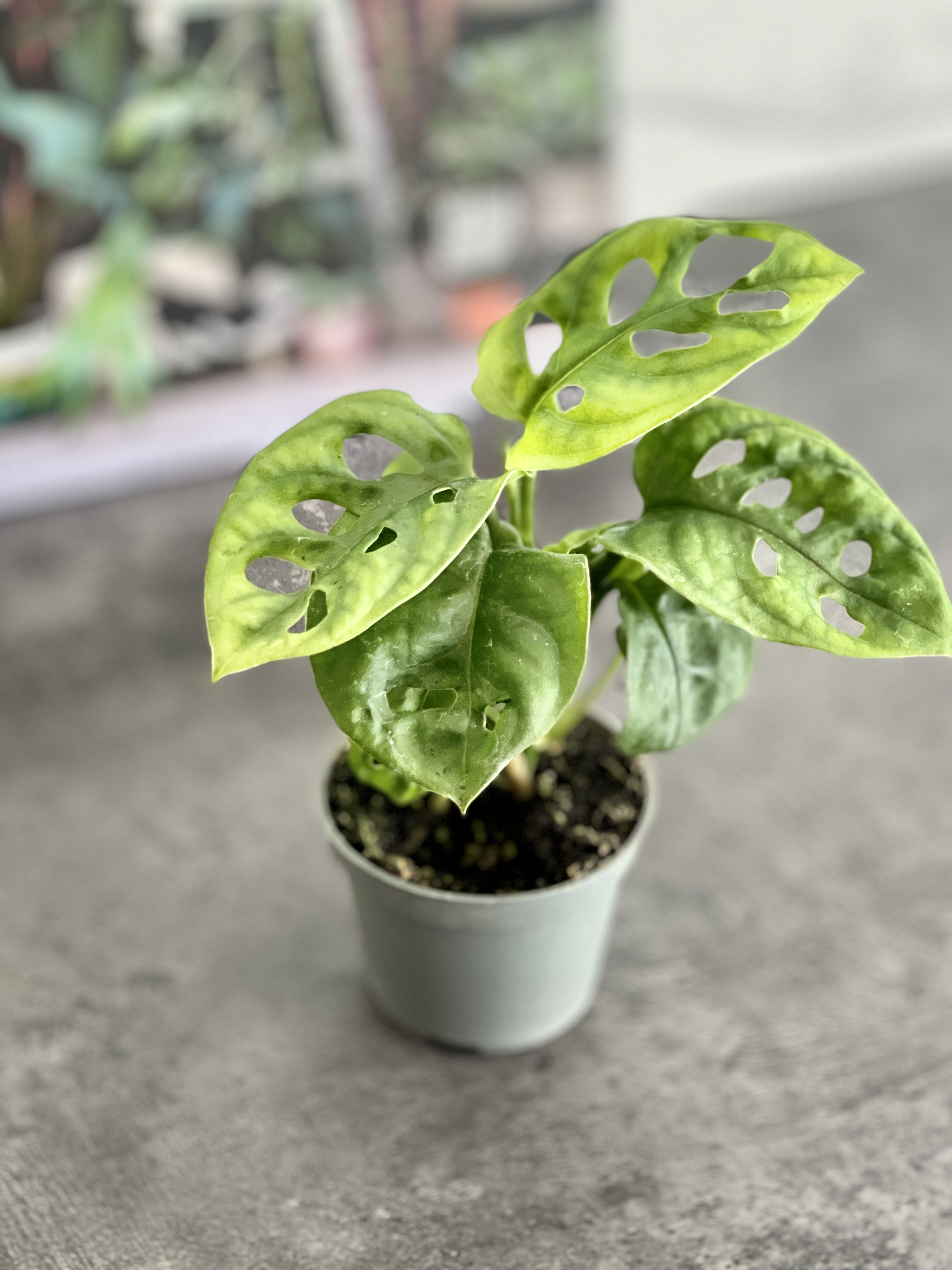 Монстера Адансона (Monstera Adansonii) D6см