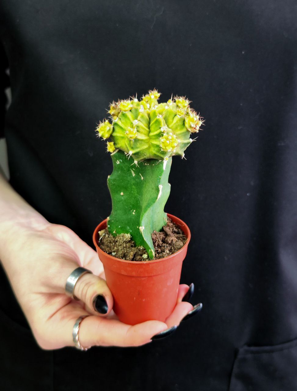 Кактус Гимнокалициум Михановича Зеленый (Gymnocalycium Mihanovichii Green) D5см