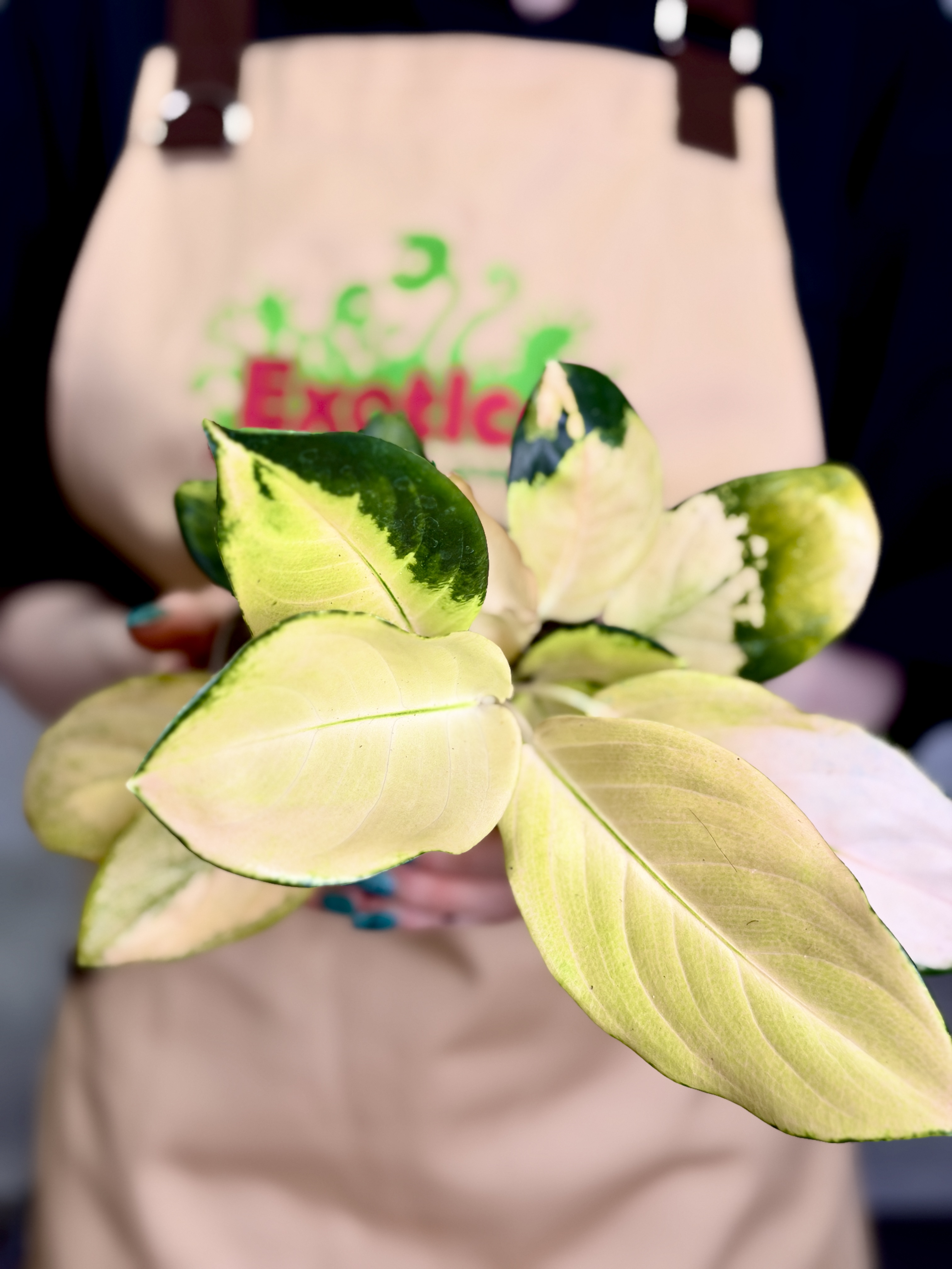 Аглаонема Голден (Aglaonema Golden) D12см