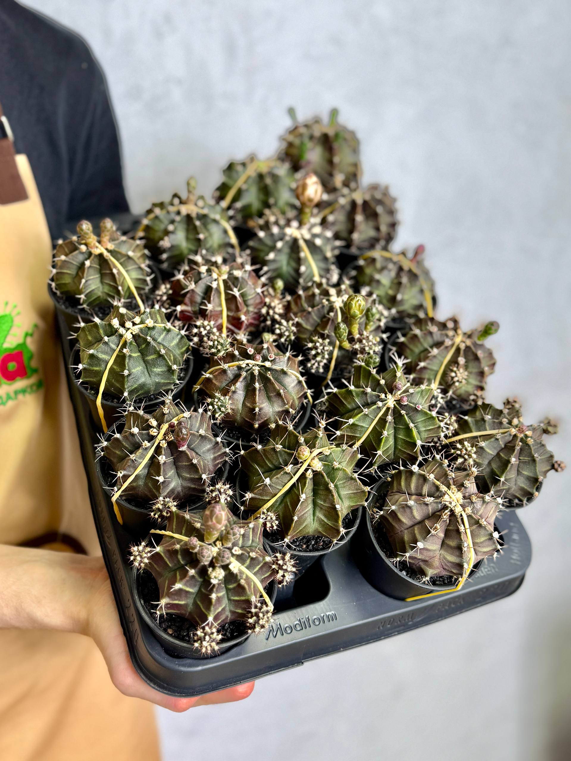 Гимнокалициум Фридриха (Gymnocalycium Friedrichii) D7,5см