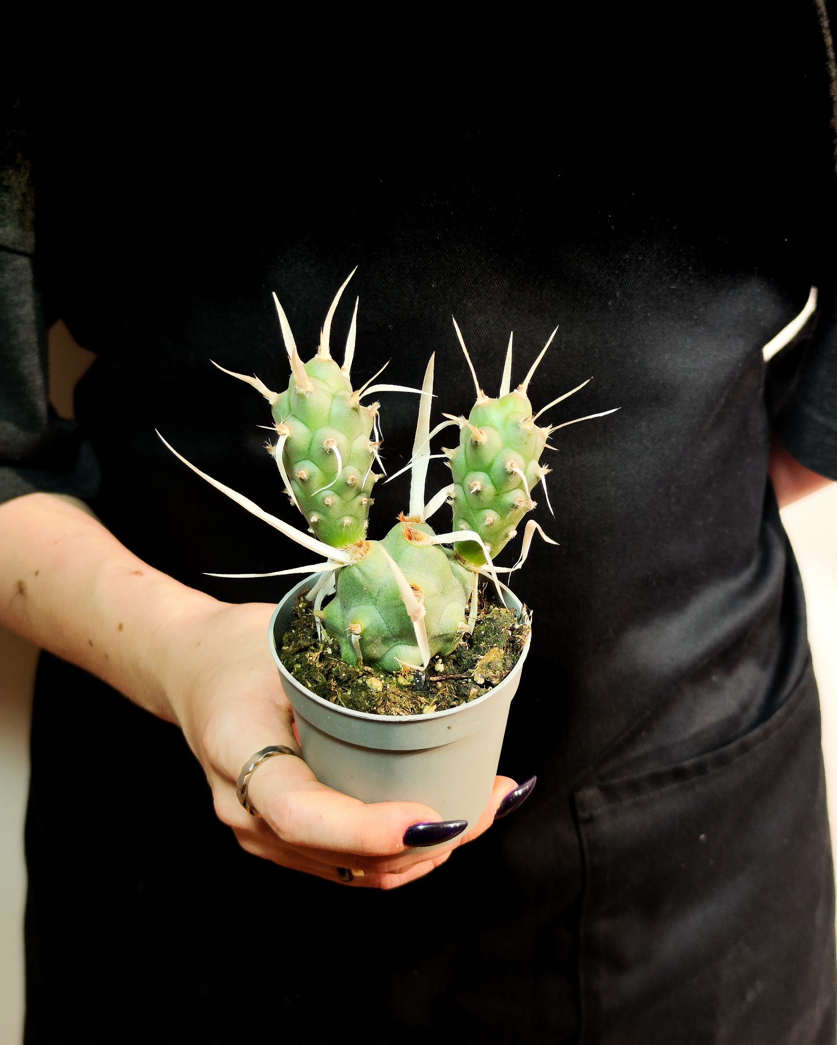 Тефрокактус Членистый (Tephrocactus Articulatus var. Syringacanthus) D6,5см