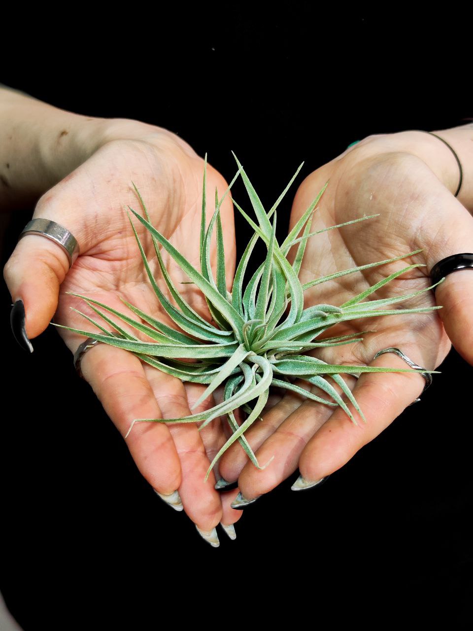 Тилландсия Кати (Tillandsia Kathy)