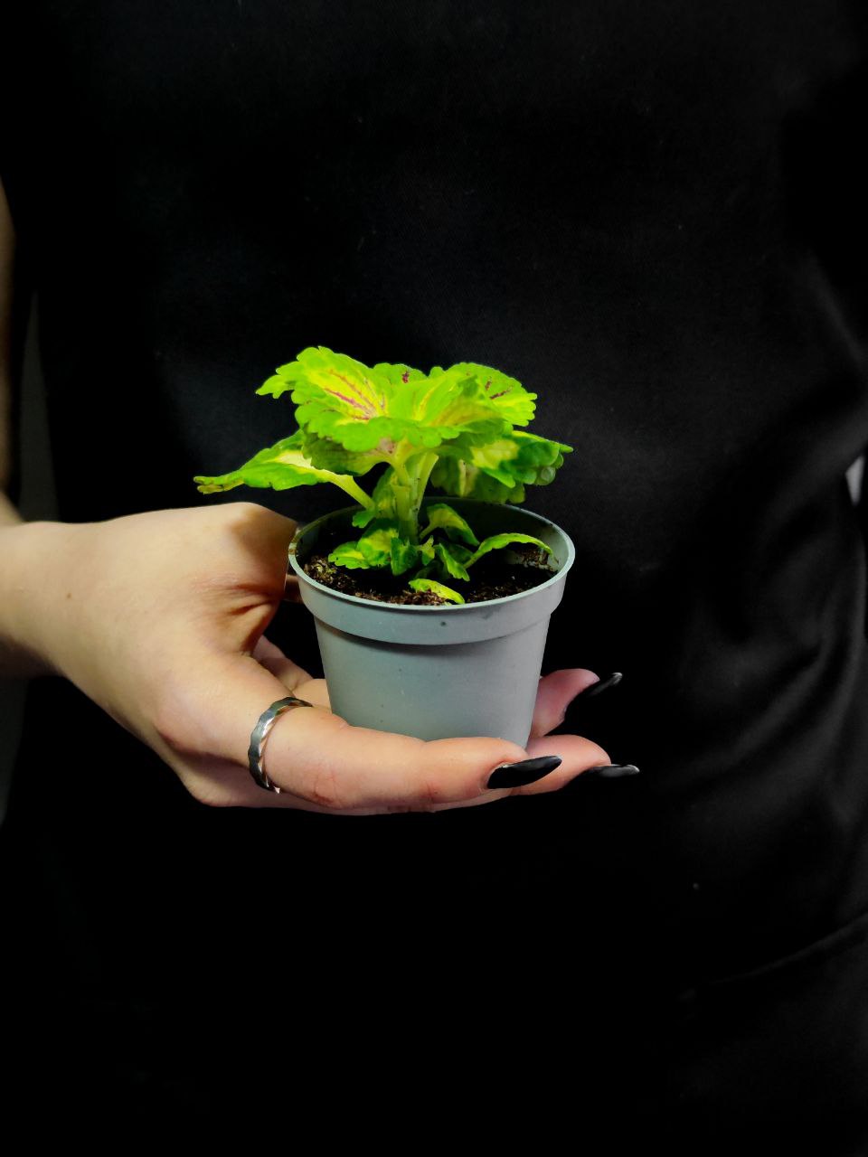 Колеус Санни (Coleus Sunny) D6см