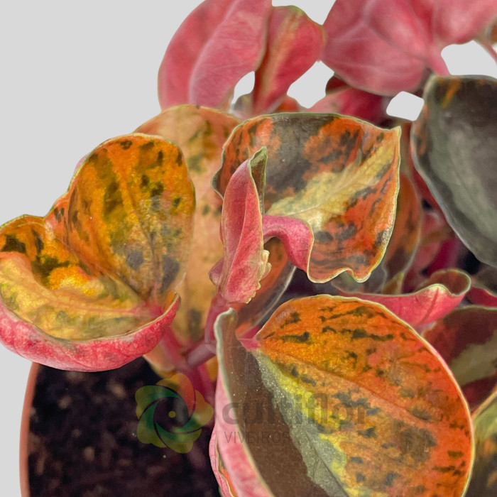 Пеперомия Крем Брюле (Peperomia Creme Brulee) D12см