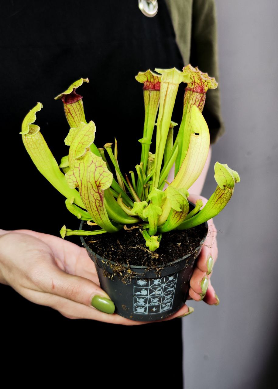 Саррацения Фиона (Sarracenia Philadelphia) D9см
