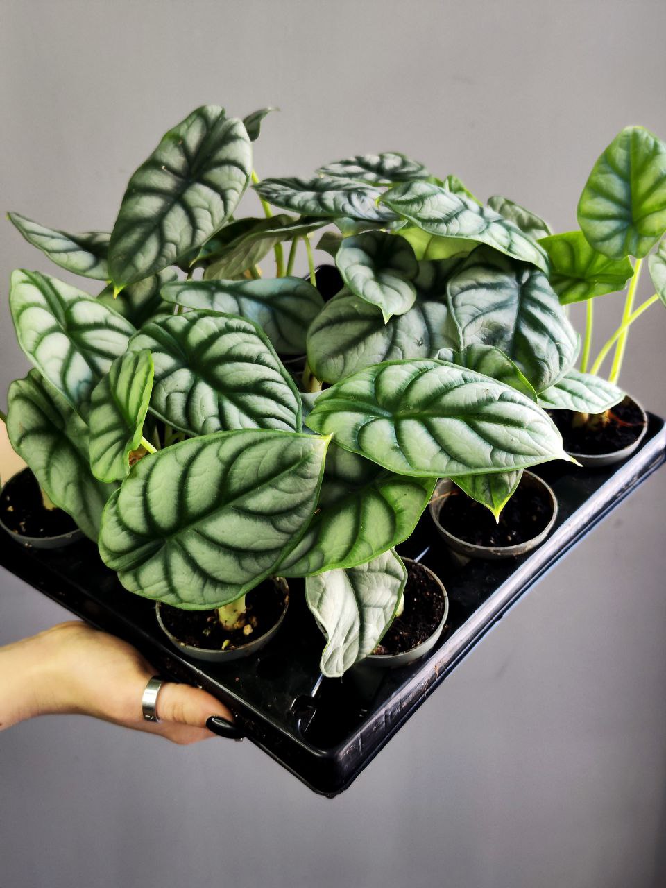 Алоказия Сильвер Драгон (Alocasia Silver Dragon) D6см