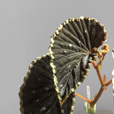 Бегония Дарт Вейдер (Begonia Darthvaderiana) D8см