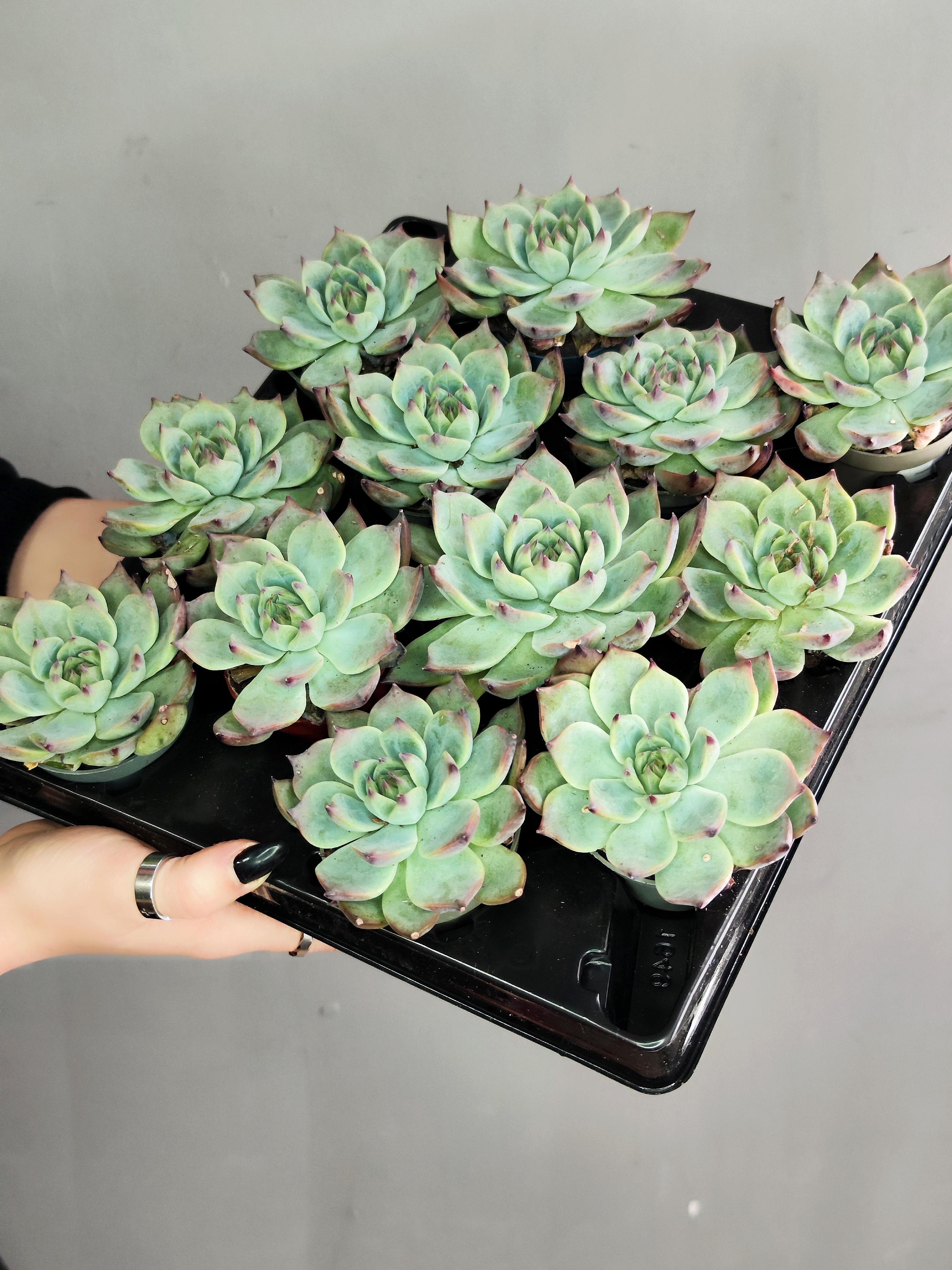 Эхеверия Парва (Echeveria Parva) D5см