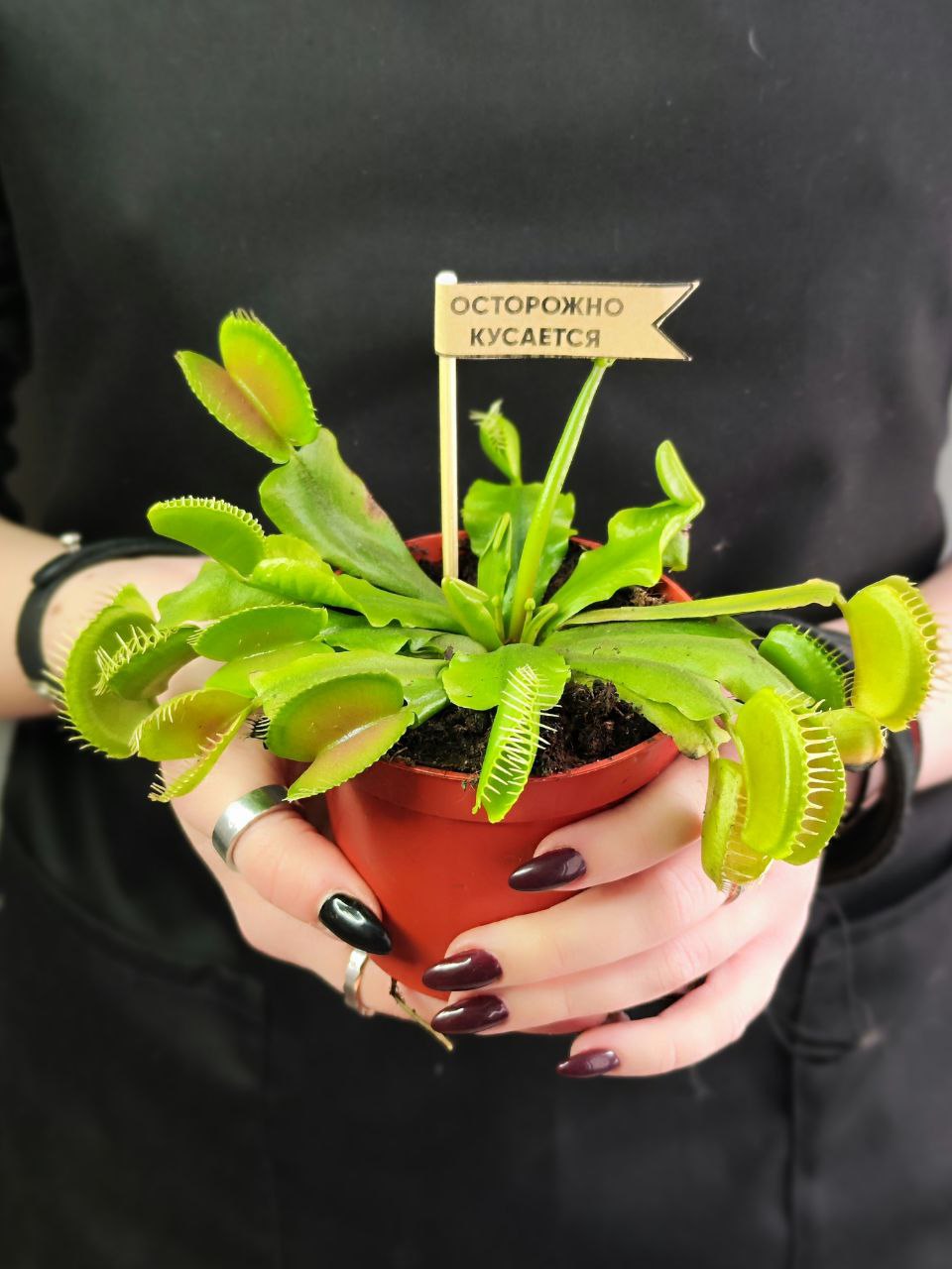 Венерина мухоловка, зеленая (Dionaea Muscipula) D9см