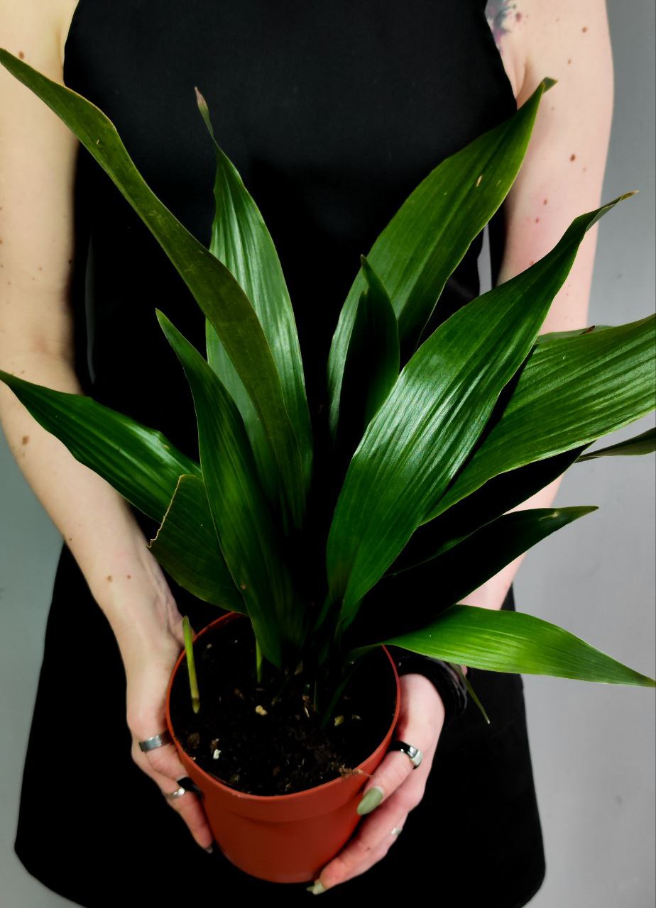 Аспидистра Элатиор (Aspidistra Elatior) D14см