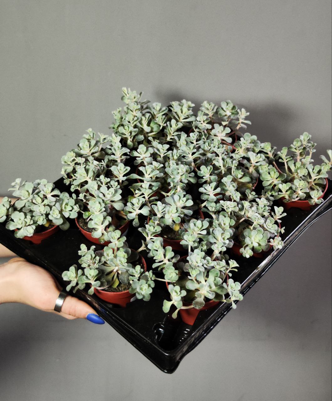 Седум Лопатчатолистный, или Пурпуреум (Sedum Purpureum) D5см