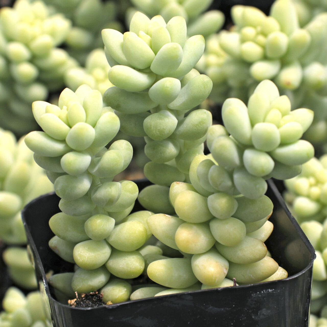 Седум Буррито (Sedum Burrito) D5см