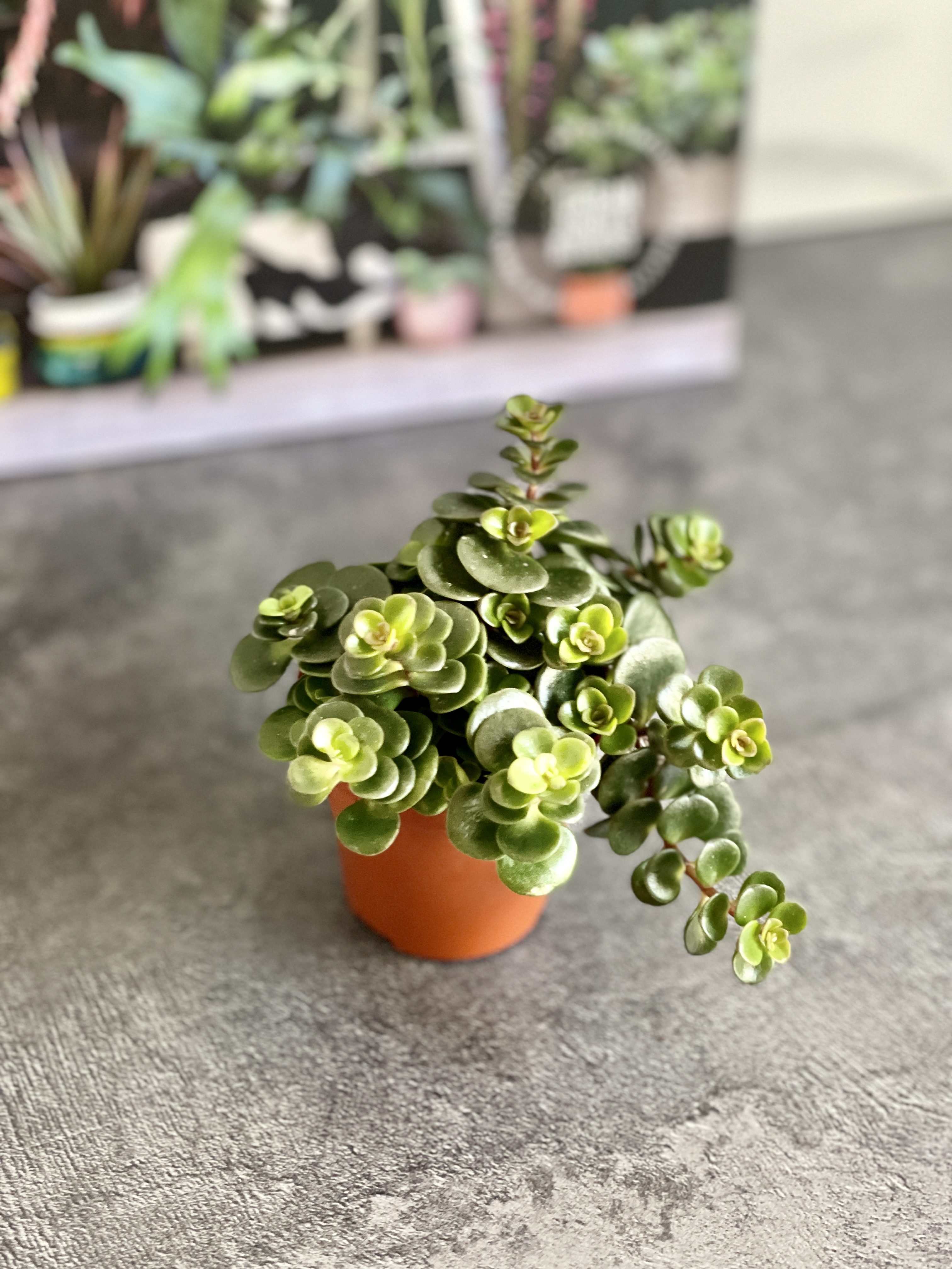 Седум Торнадо (Sedum Tornado) D5см