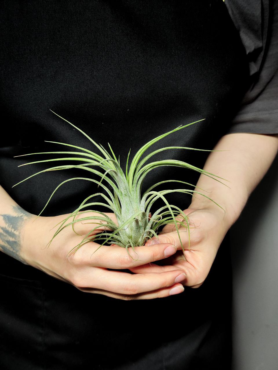Тилландсия Ионанта Викториана (Tillandsia Ionantha X Brachycalous Victoriana)