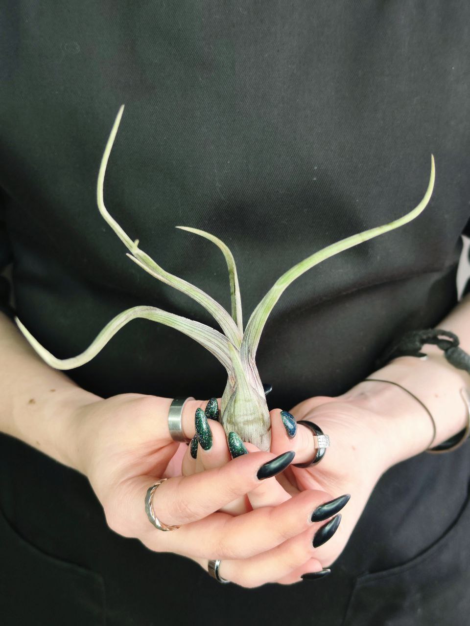 Тилландсия Псевдобалей (Tillandsia Pseudobaileyi)