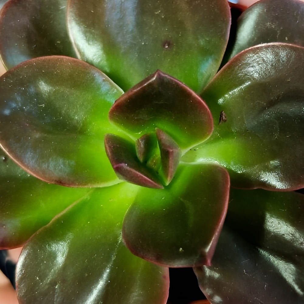 Эхеверия Блэк Мэджик (Echeveria Black Magic) D5см