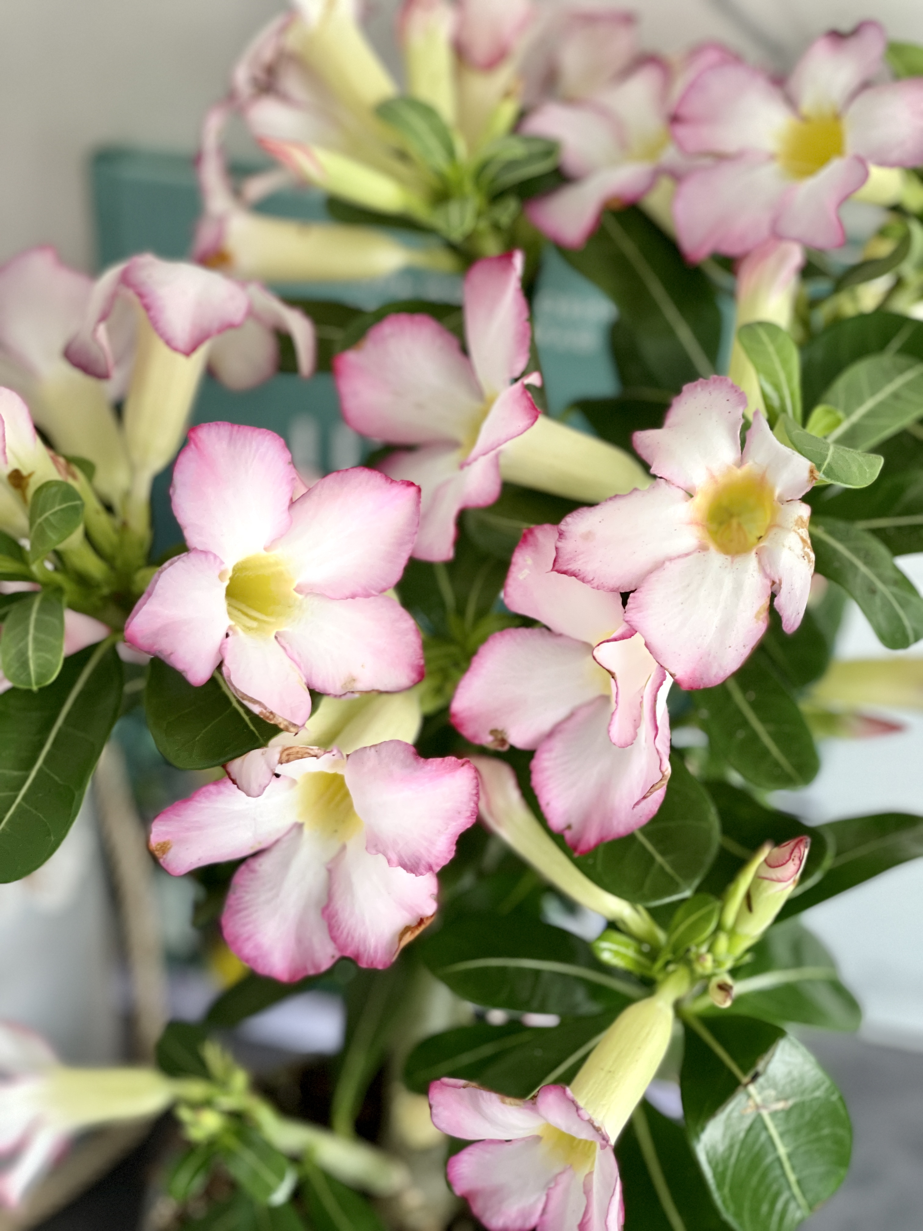 Адениум Тучный Пинк Стар (Adenium Obesum Pink Star) D12см
