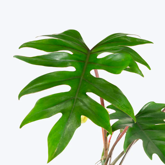 Филодендрон Майо (Philodendron Mayoi) D12см
