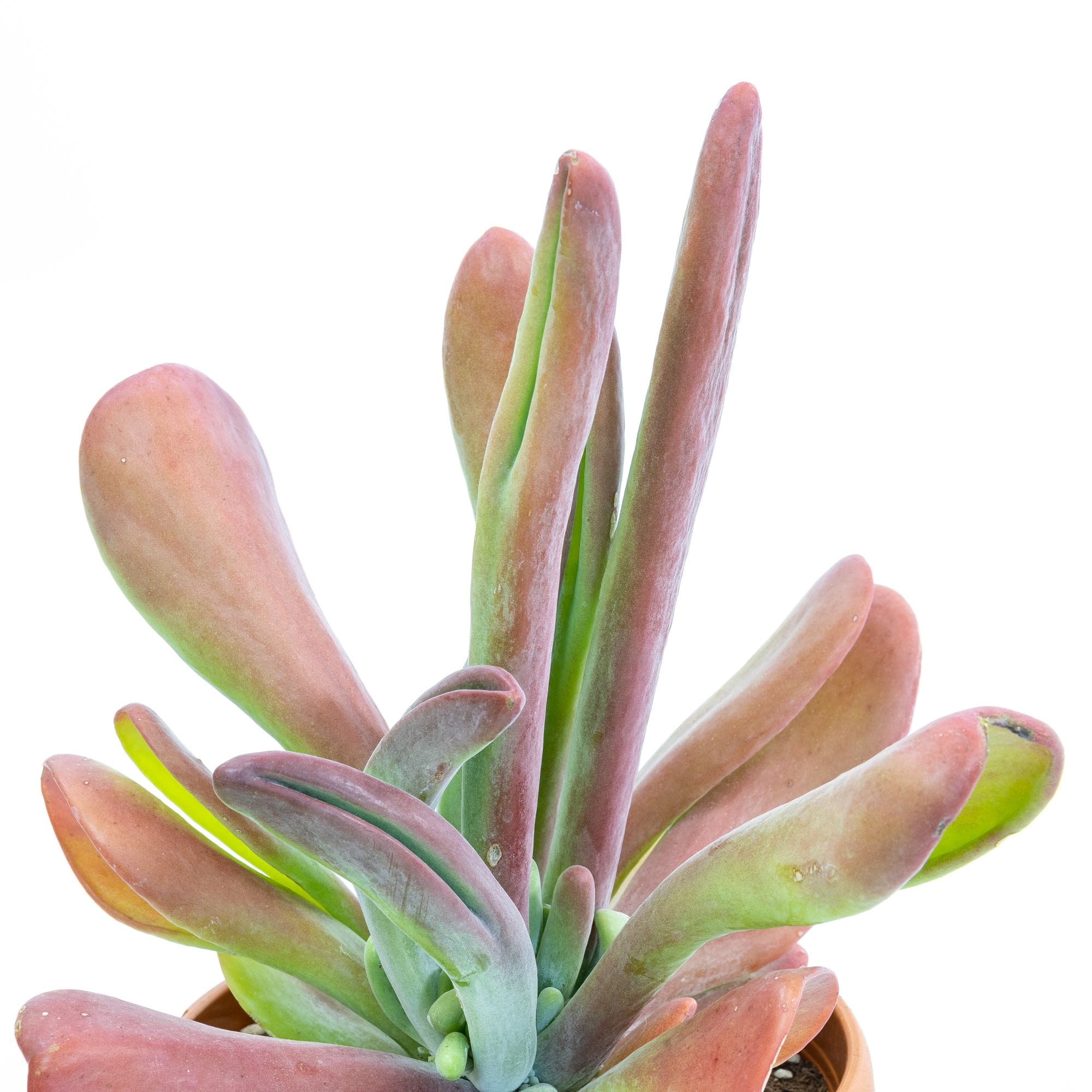 Каланхоэ Орикула Ред (Kalanchoe Oricula Red) D5см