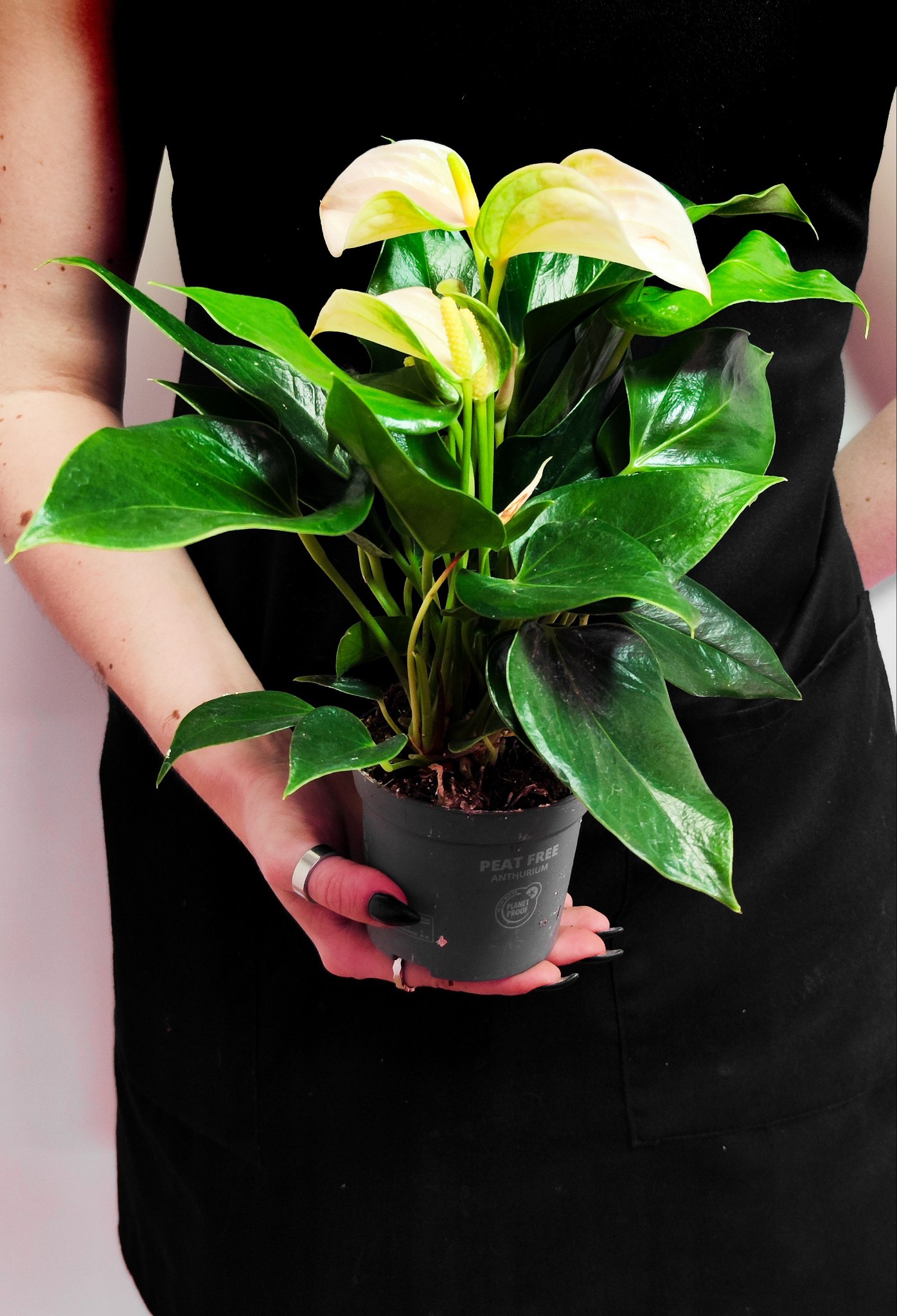 Антуриум Андреанум Джоли Пич (Anthurium Andreanum Joli Peach) D9см