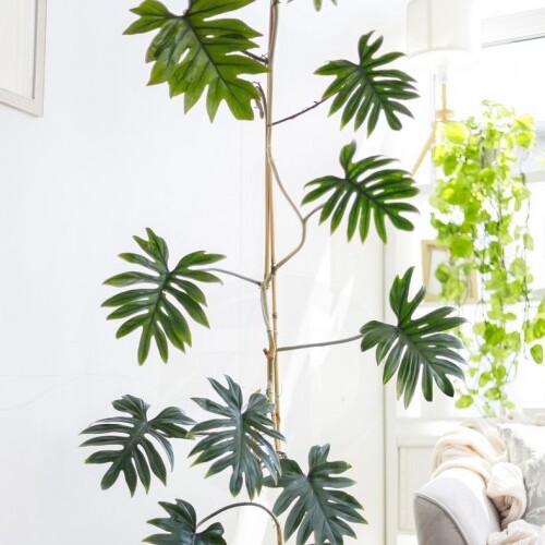 Филодендрон Майо (Philodendron Mayoi) D12см