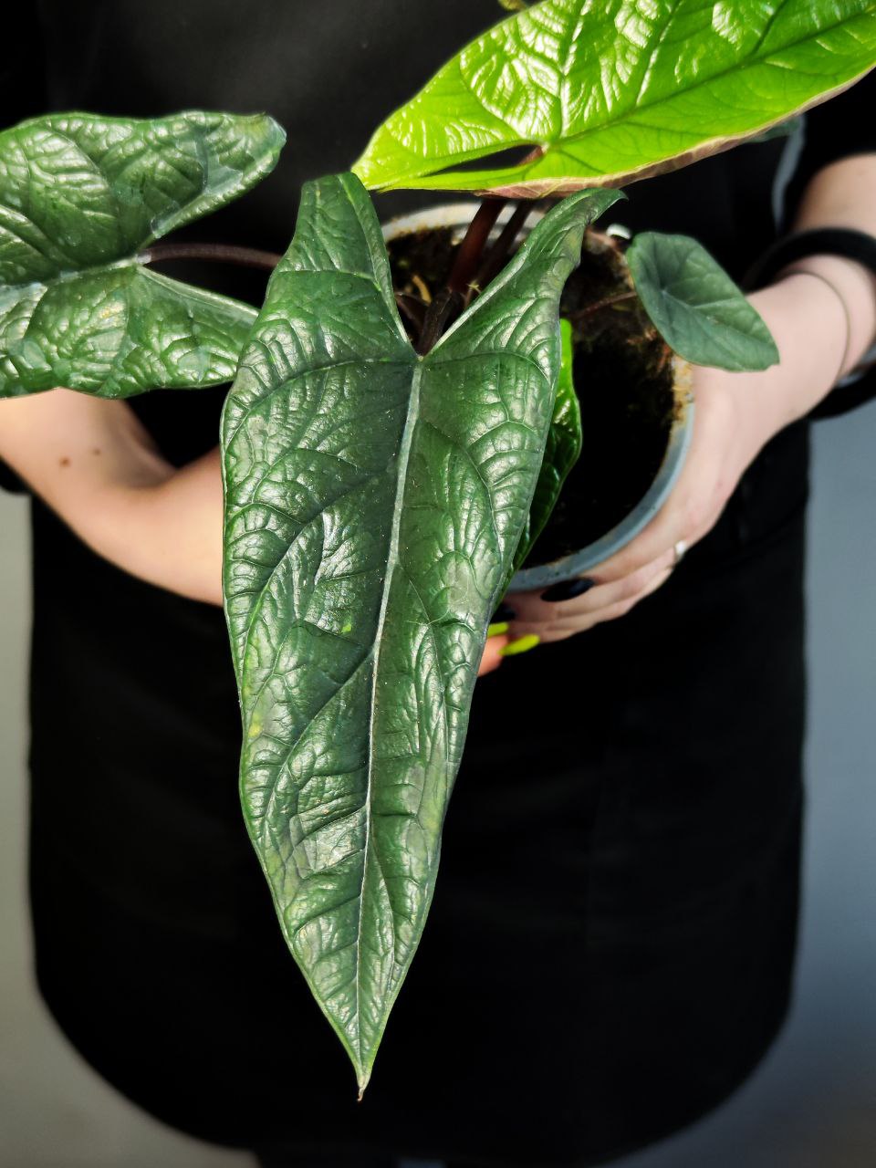 Алоказия Скальпрум (Alocasia Scalprum) D12см