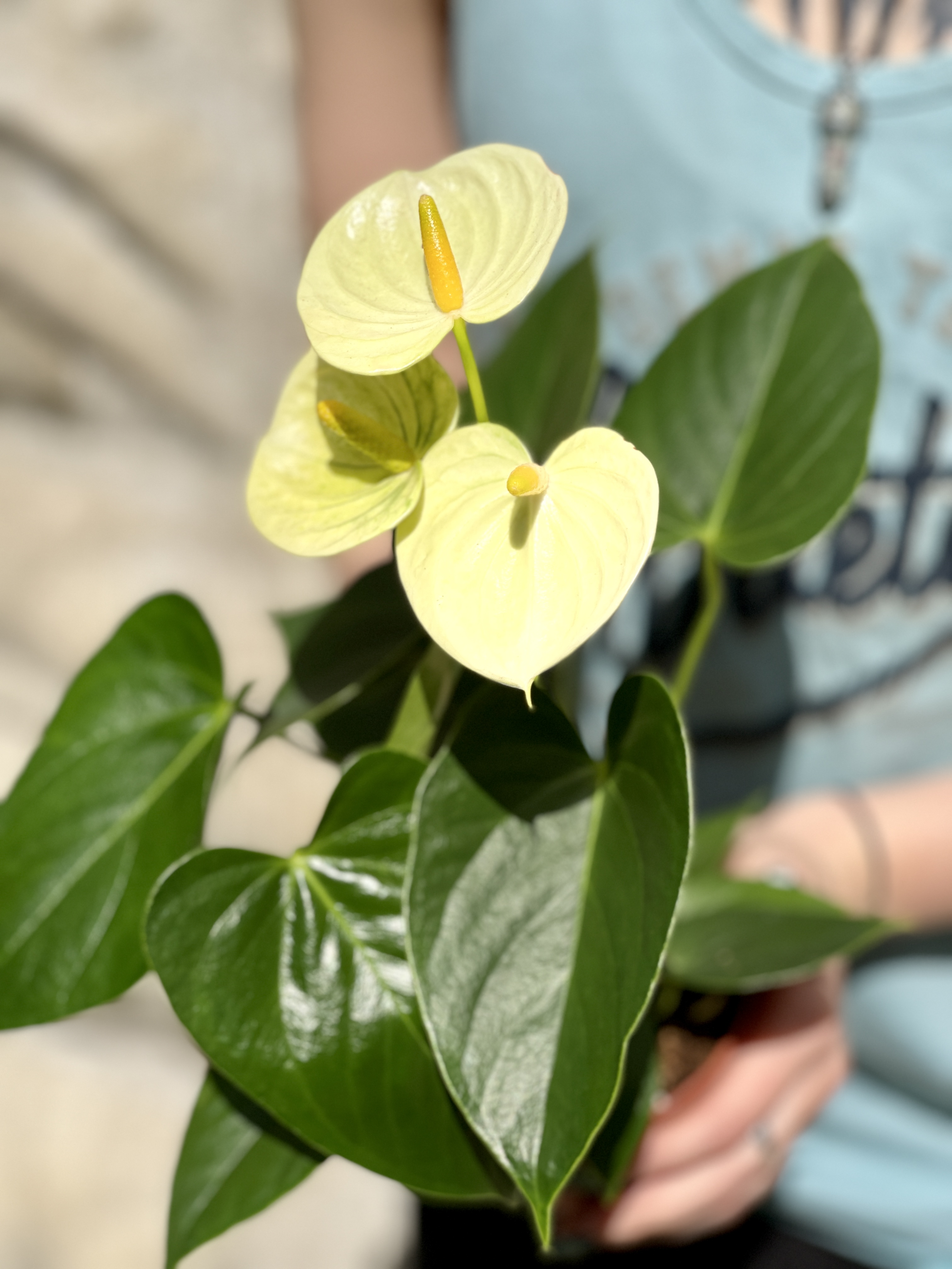 Антуриум Андре Ванилла (Anthurium Аndraeanum Vanilla) D9см