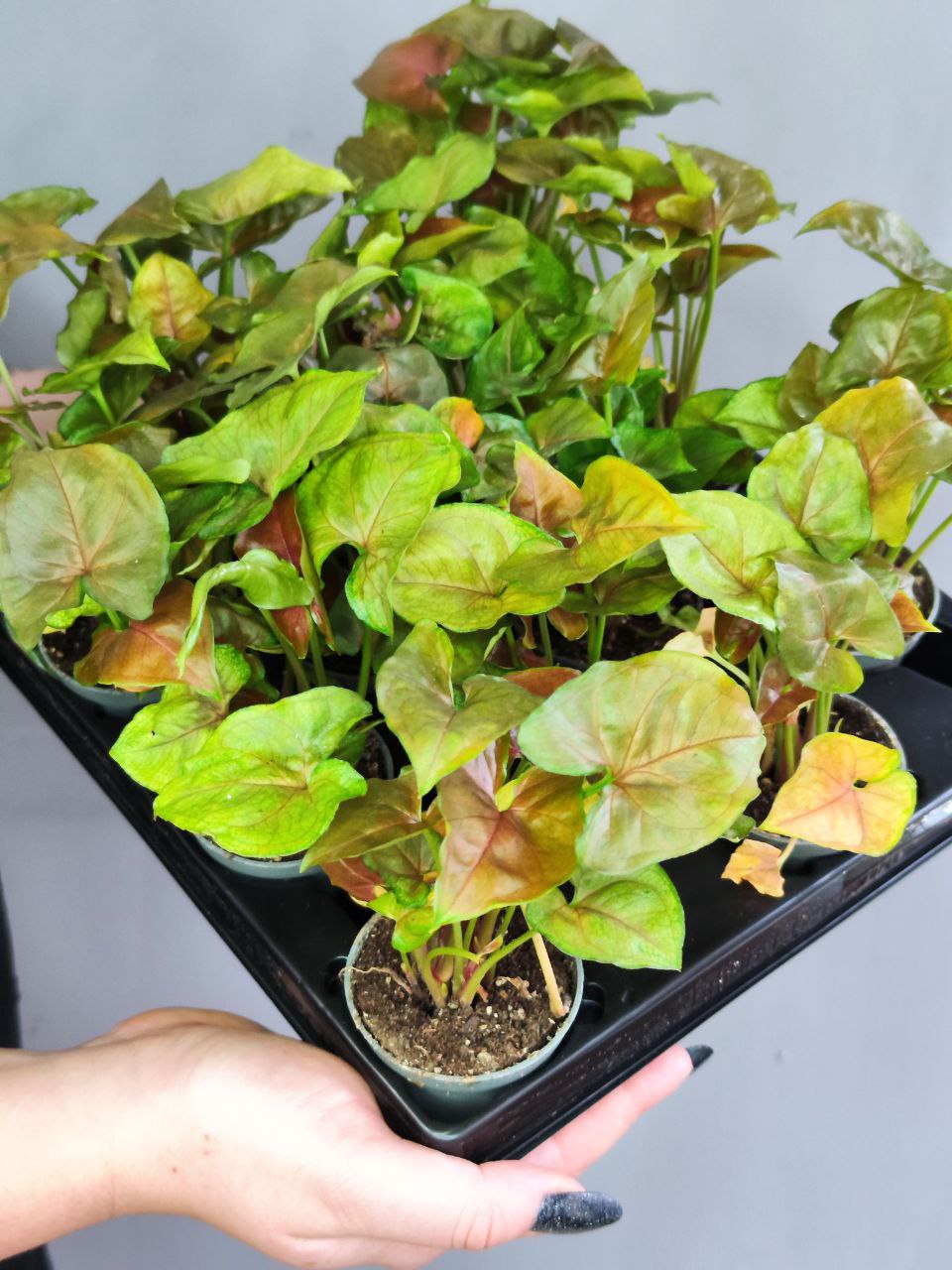 Сингониум Плам Элюжен (Syngonium Plum Allusion) D6см
