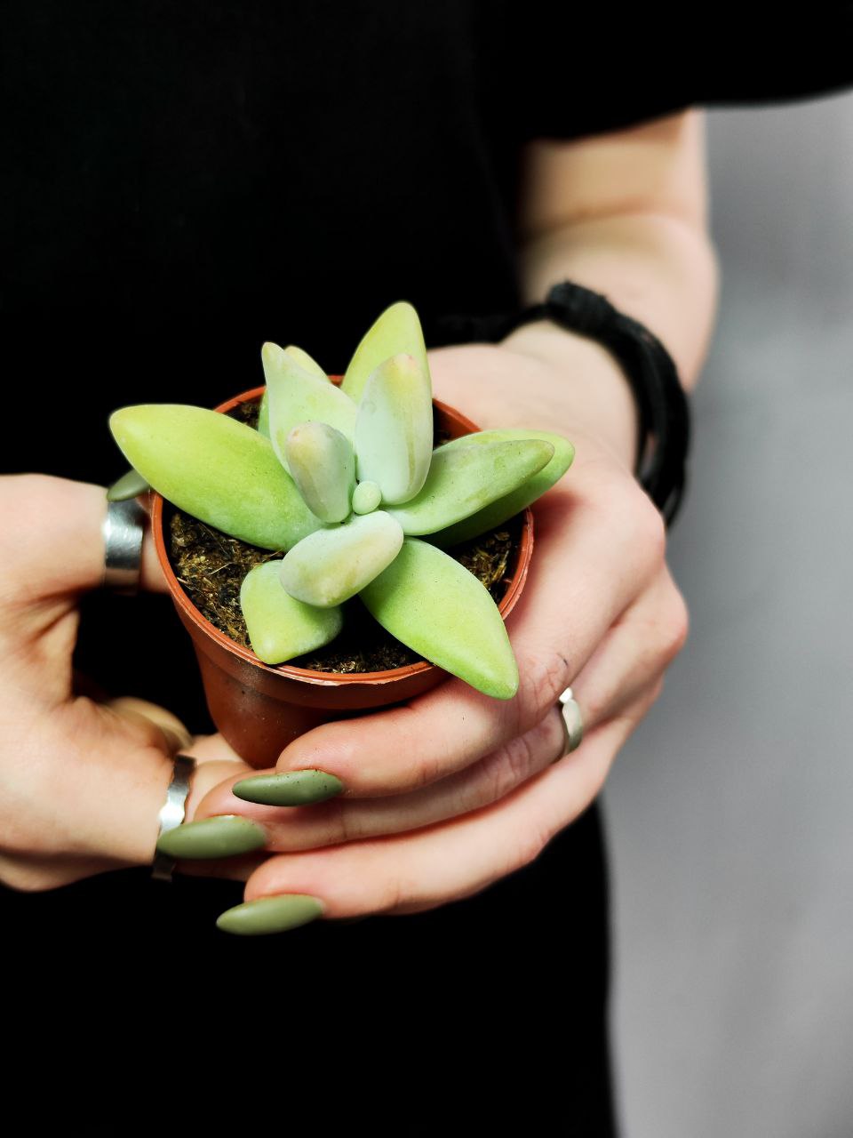 Пахифитум Вердермана (Pachyphytum Werdermannii) D5см