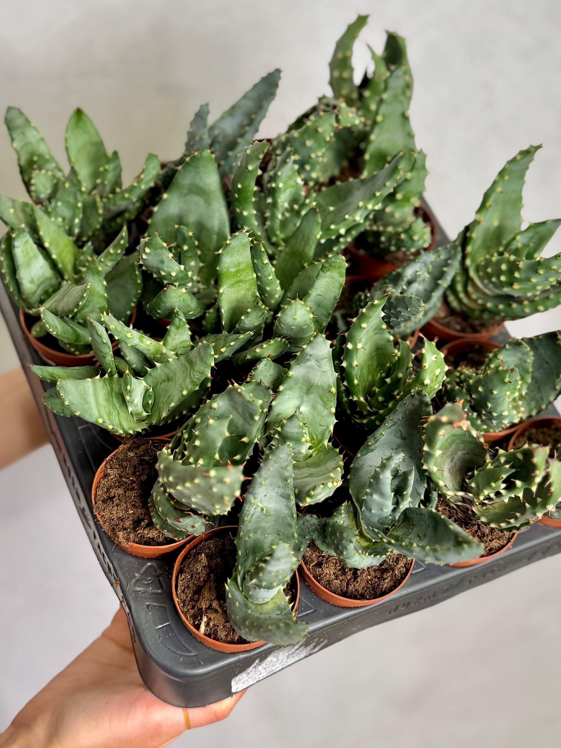 Алоэ булавоцветковое, или Алоэ Клавифлора (Aloe Claviflora) D5см