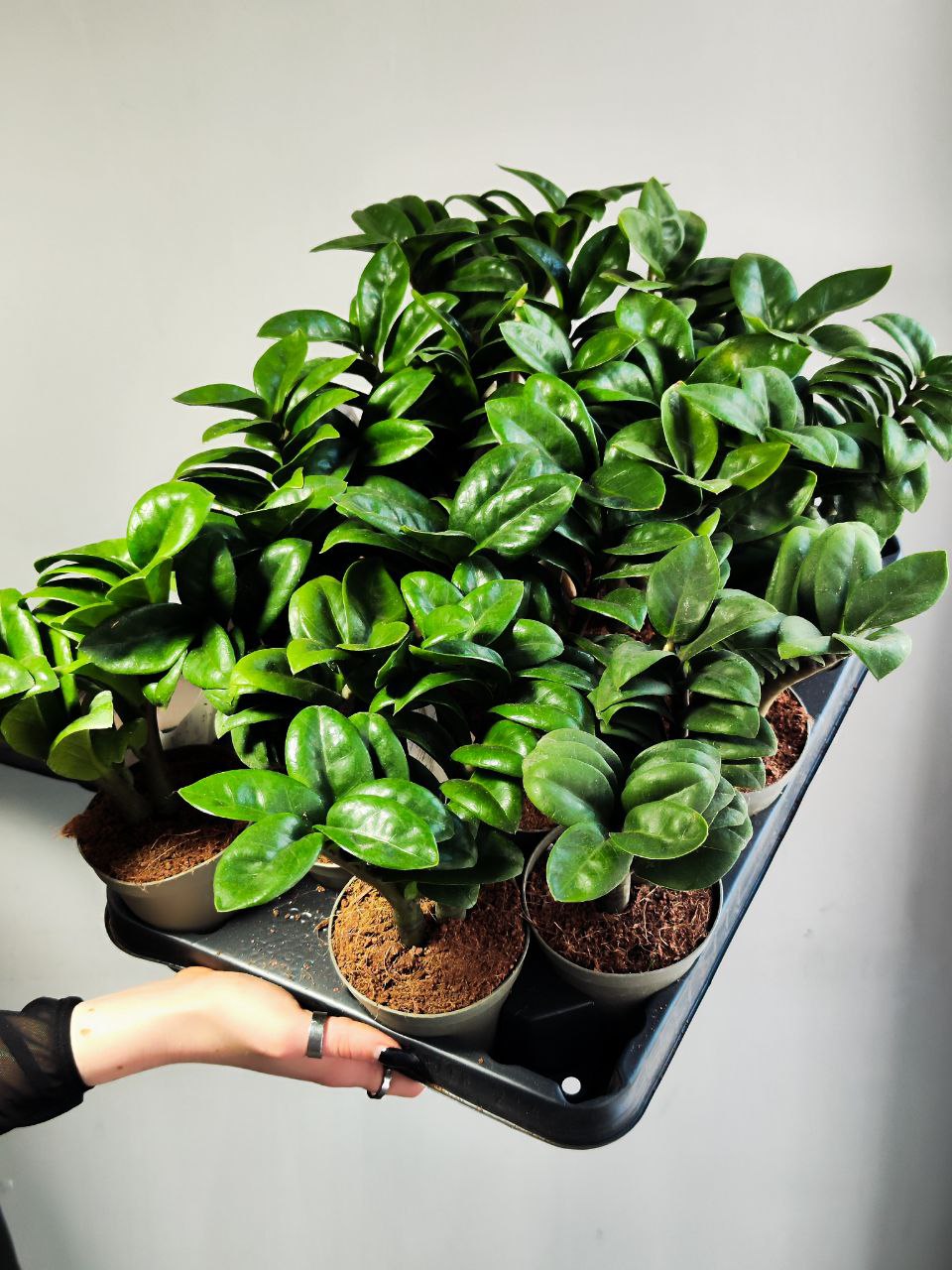 Замиокулькас Зензи Жук (Zamioculcas Zenzi Bug) D9см