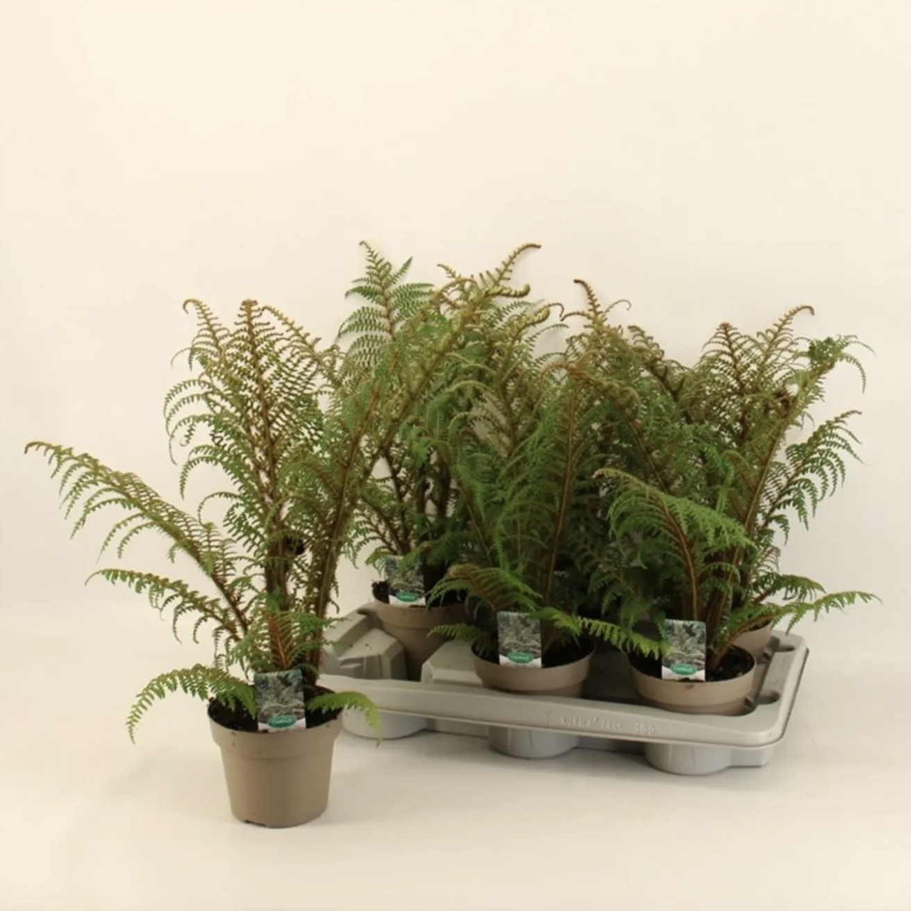 Циатея Купера Хайленд Лейс (Cyathea Highland Lace) D14см