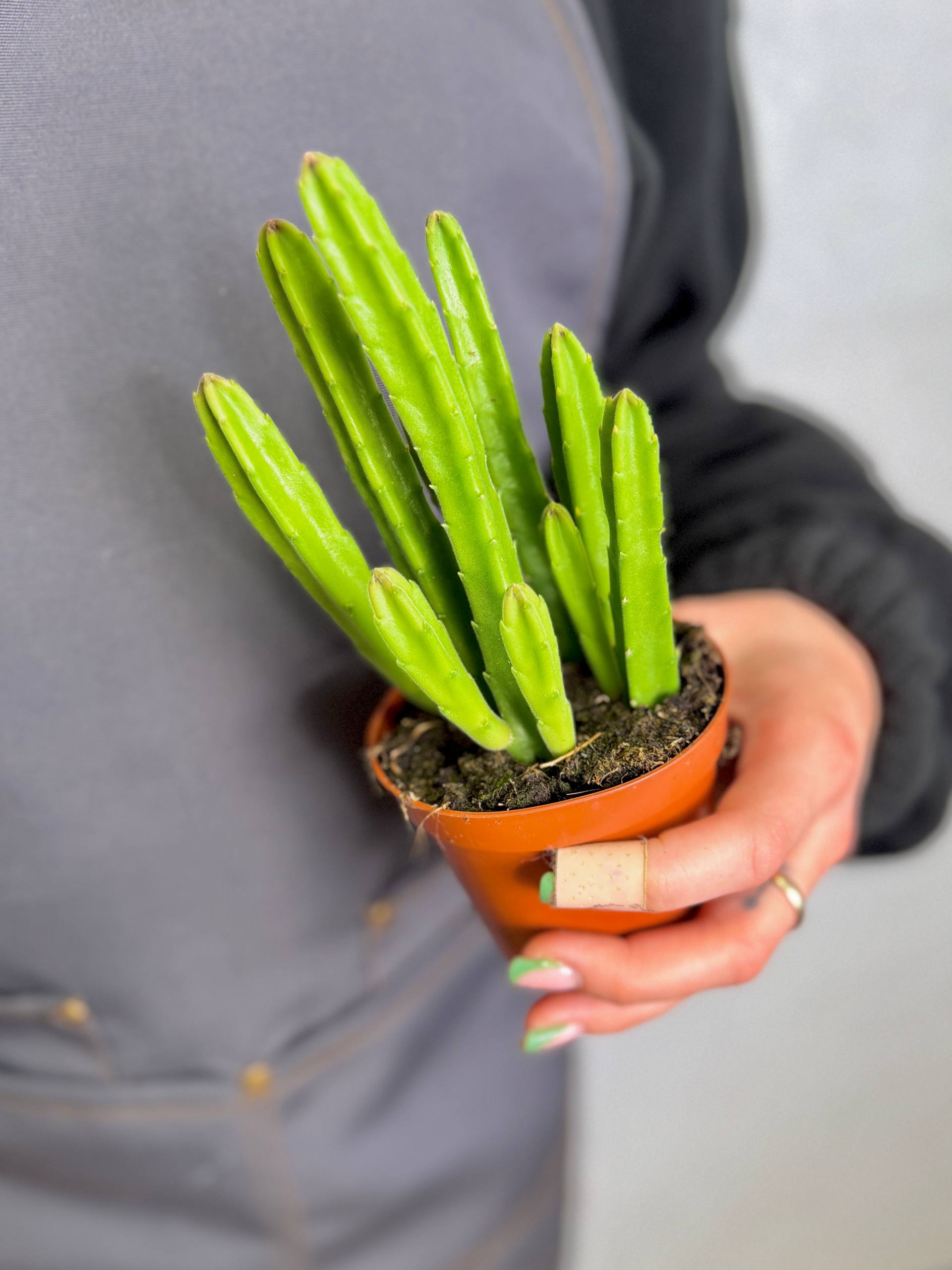 Стапелия Леендерца (Stapelia Leendertziae) D8,5см