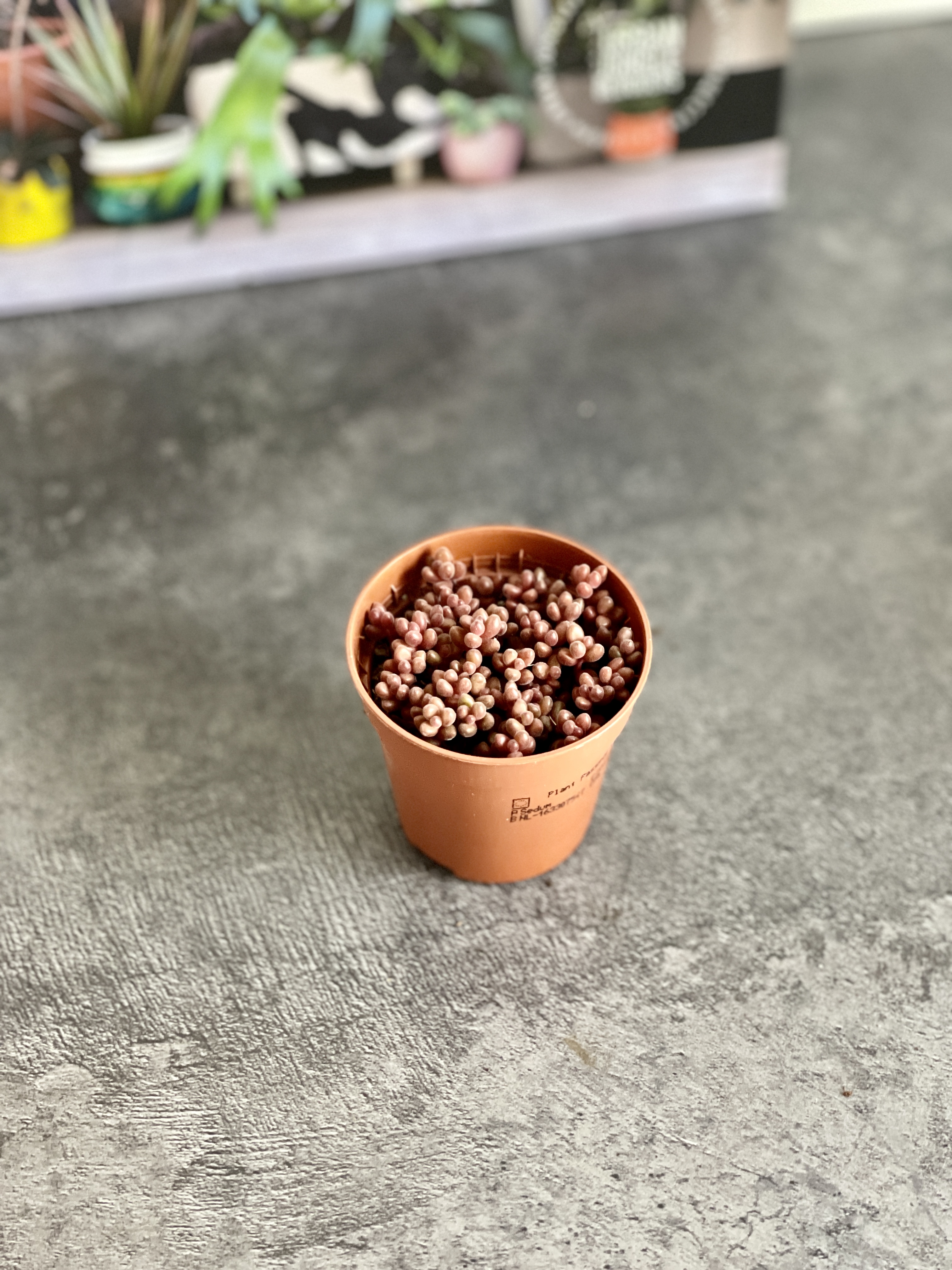 Седум Сталя Мини (Sedum Stahlii) D5см