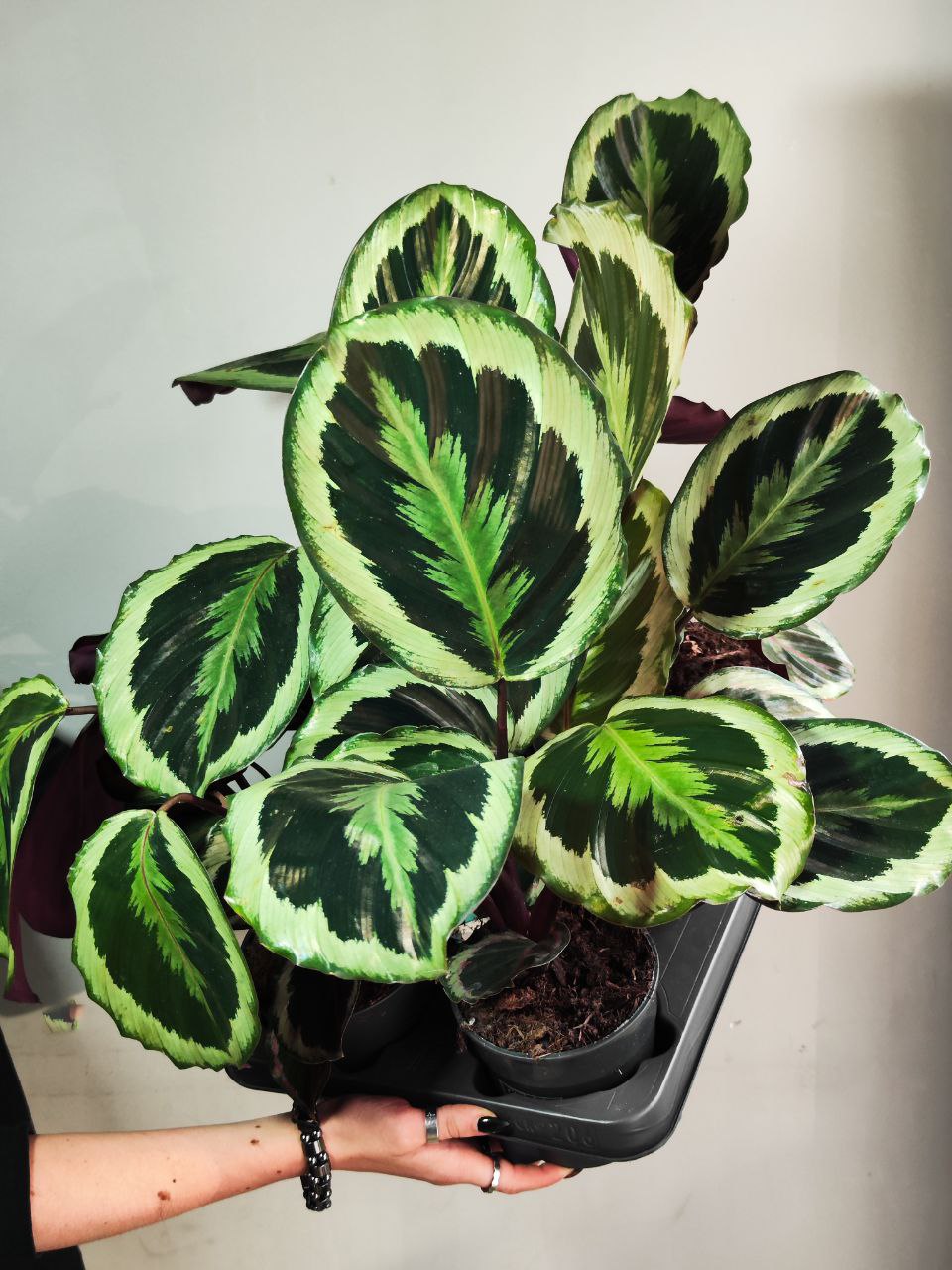 Калатея Марион Шайнстар (Calathea Marion Shinestar) D12см